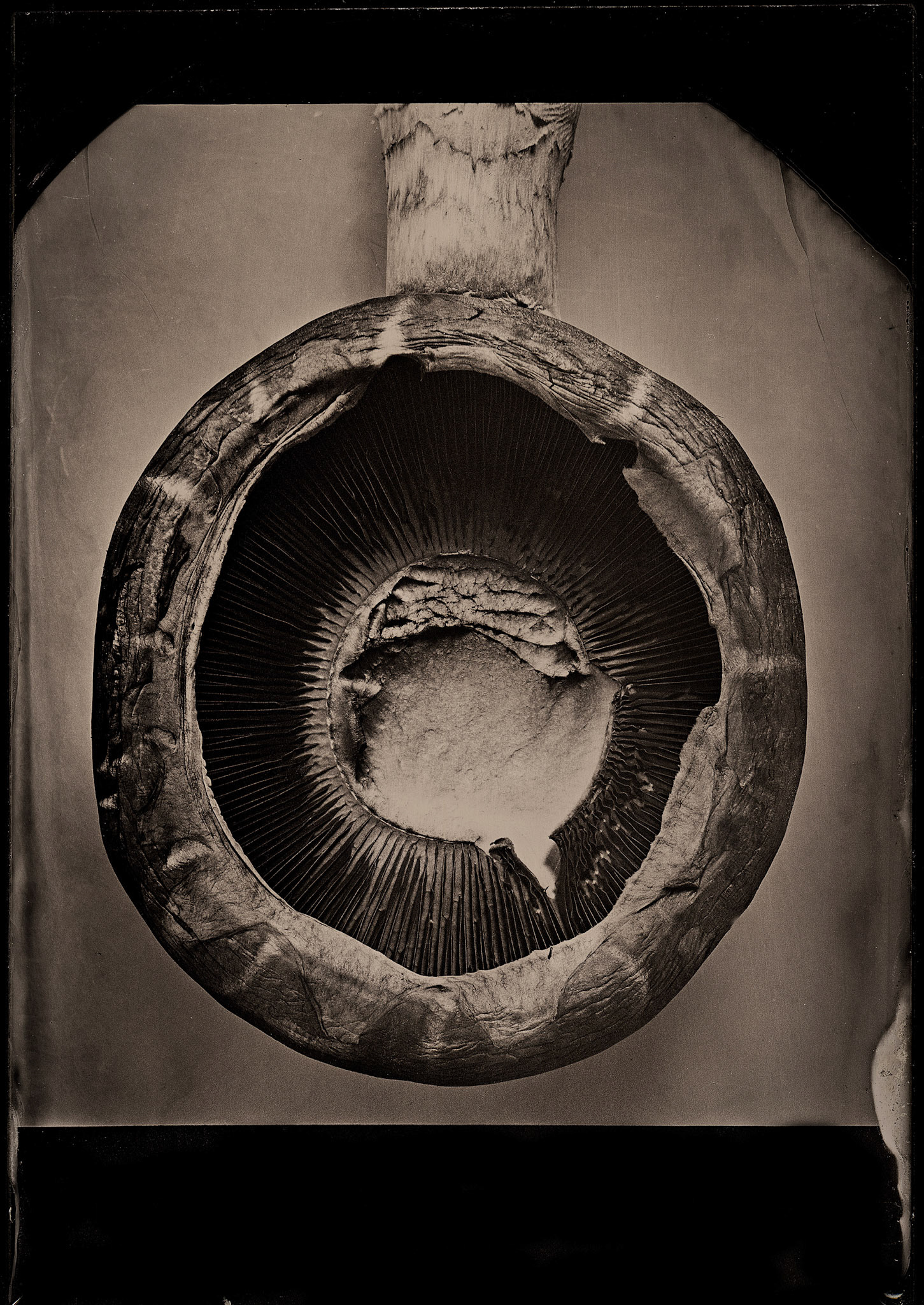 ambrotype wetplate
