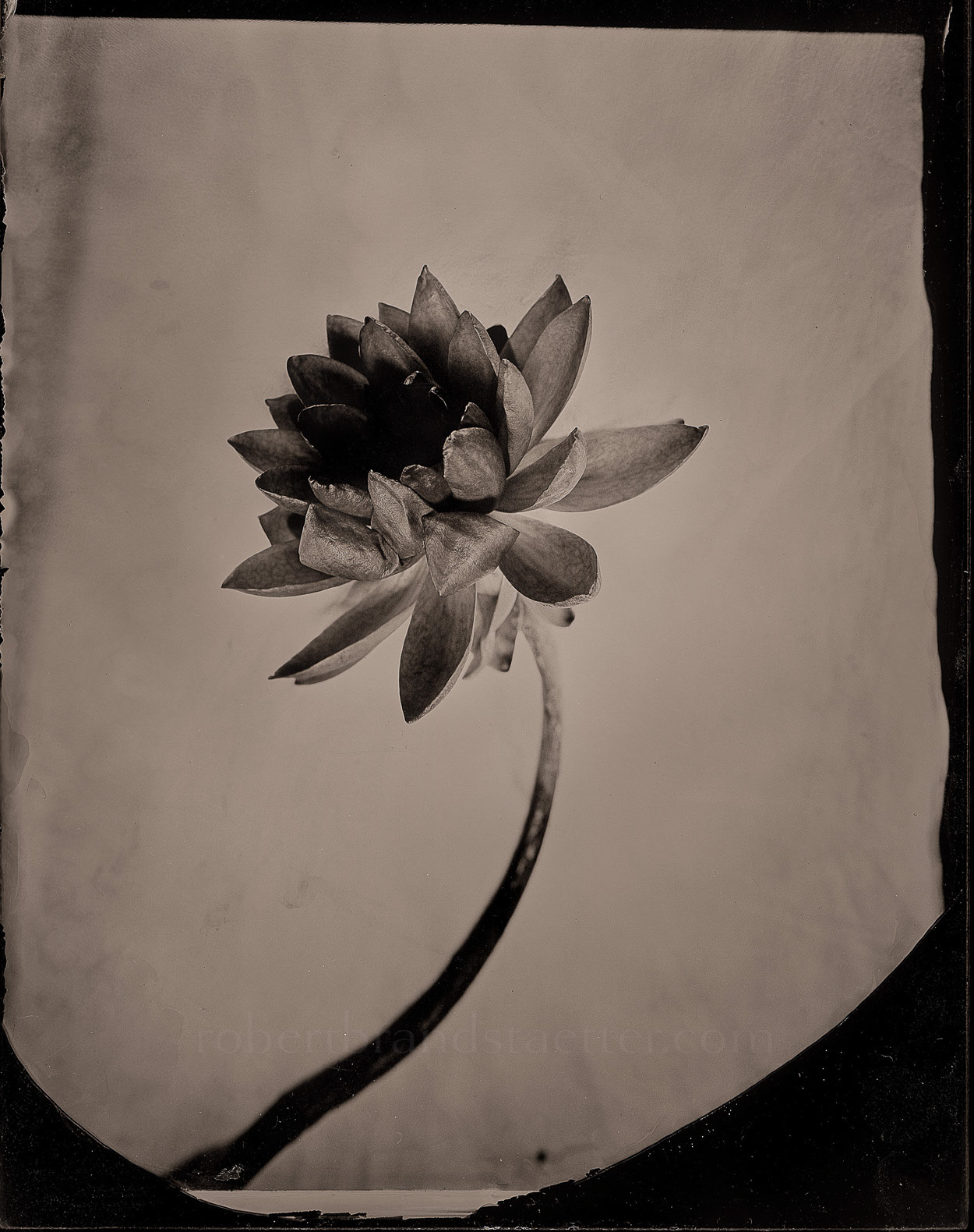 Lotus Flower