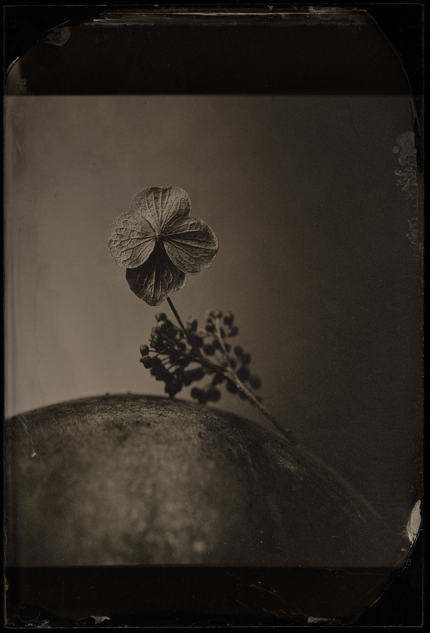 ambrotype wetplate