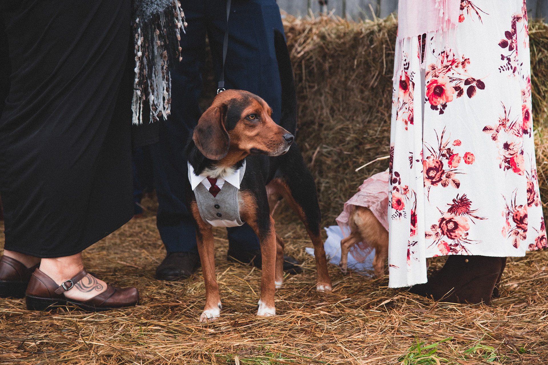 Best Pet Photographer Lexington Ky | Davron Bowman