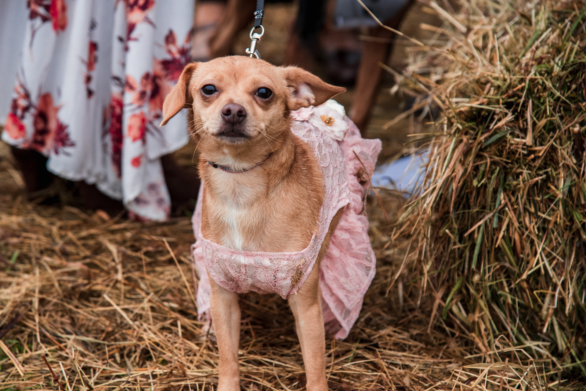 Best Pet Photographer Lexington Ky | Davron Bowman