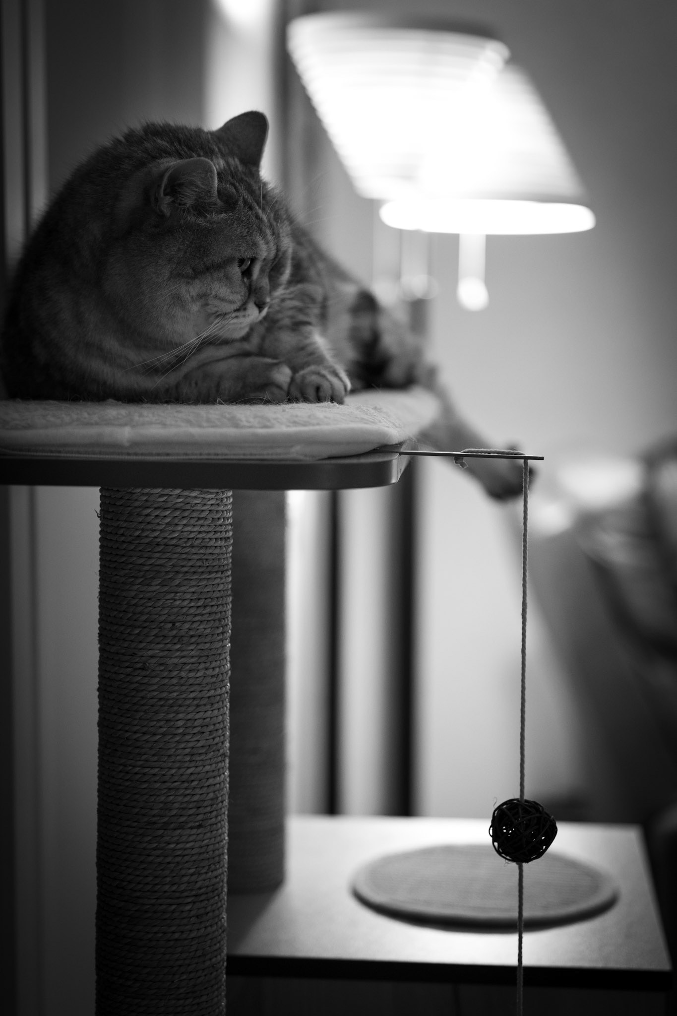 Pölmeri valtaistuimellaan.  Ennen ei käyttänyt, mutta kun valtaistuin siirrettiin parempaan paikkaan niin muodostui vakiopaikaksi.