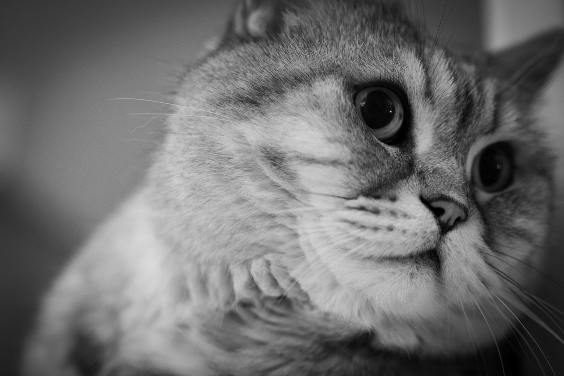 Pölmeri tarkkaili tapahtumia läpi illan