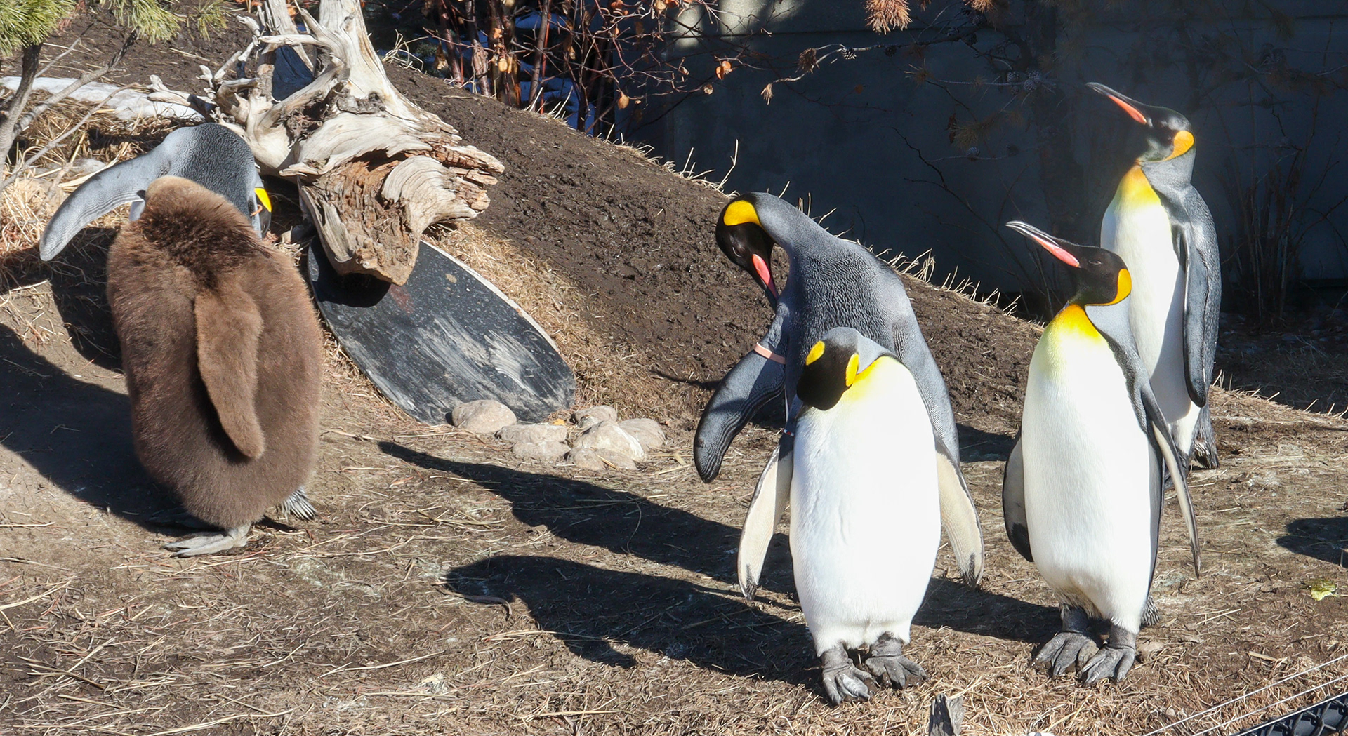 Baby Augustus(Brown) spotted among the waddle.