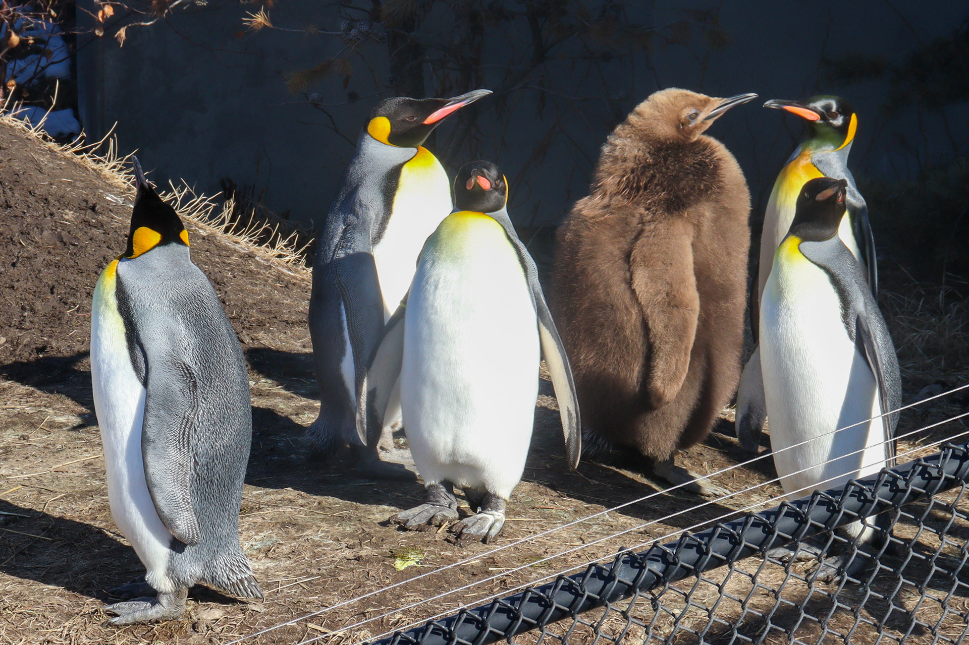Baby Augustus (Brown) spotted among the waddle.