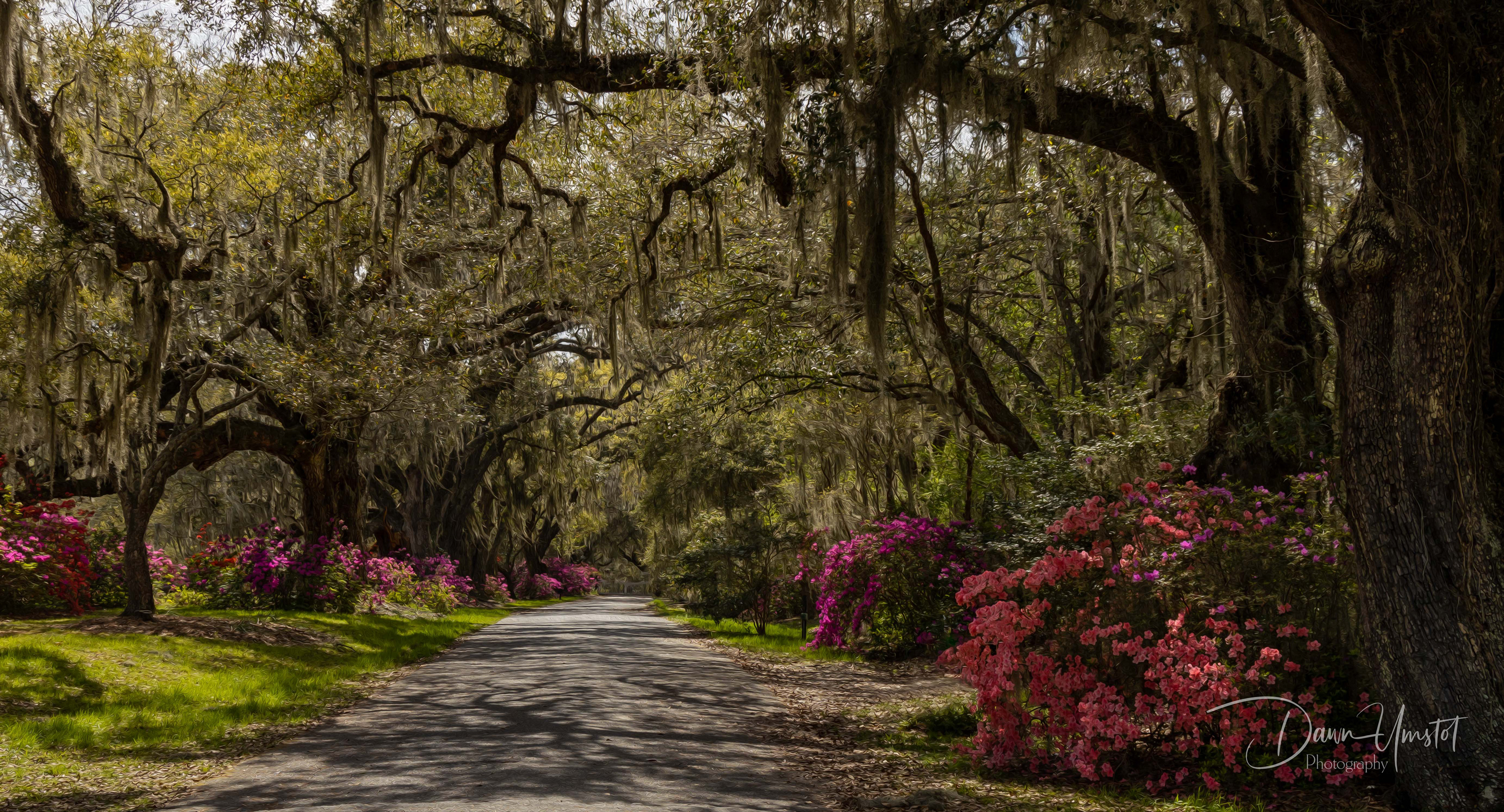 Magnolia Gardens, South Carolina