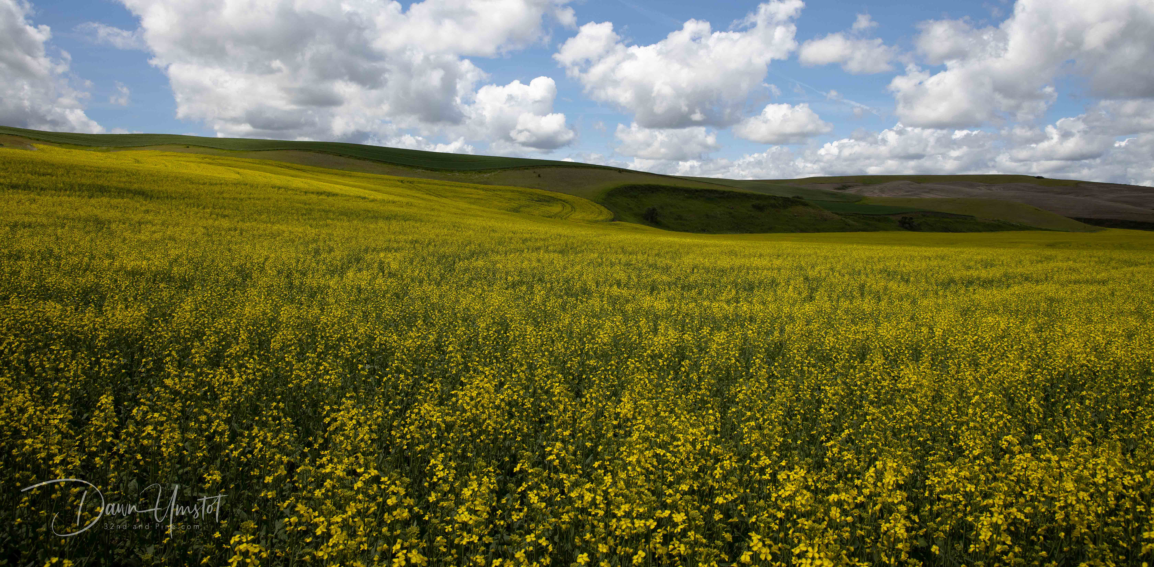 Canola Field in Bloom