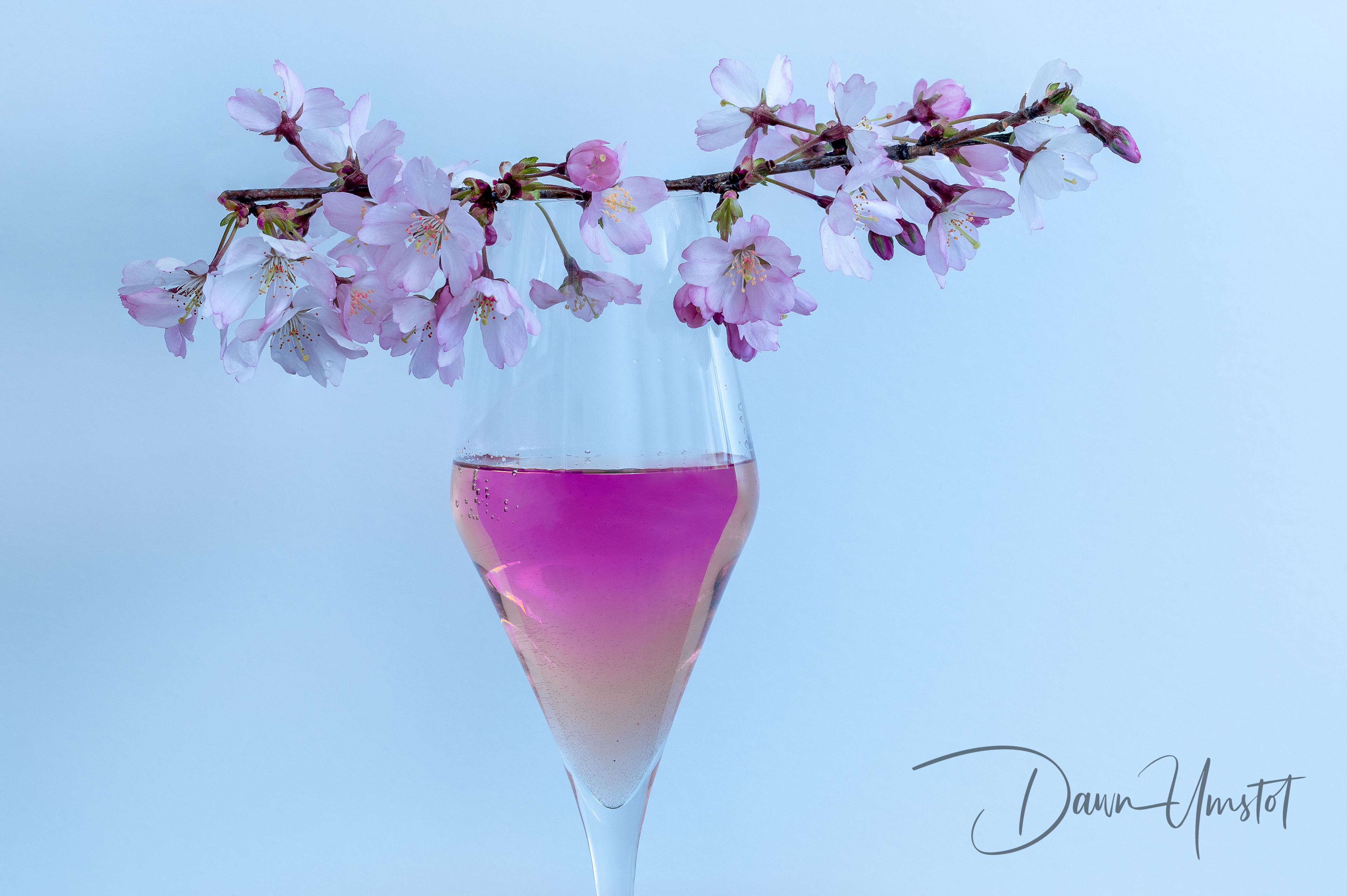 Cherry Celebration