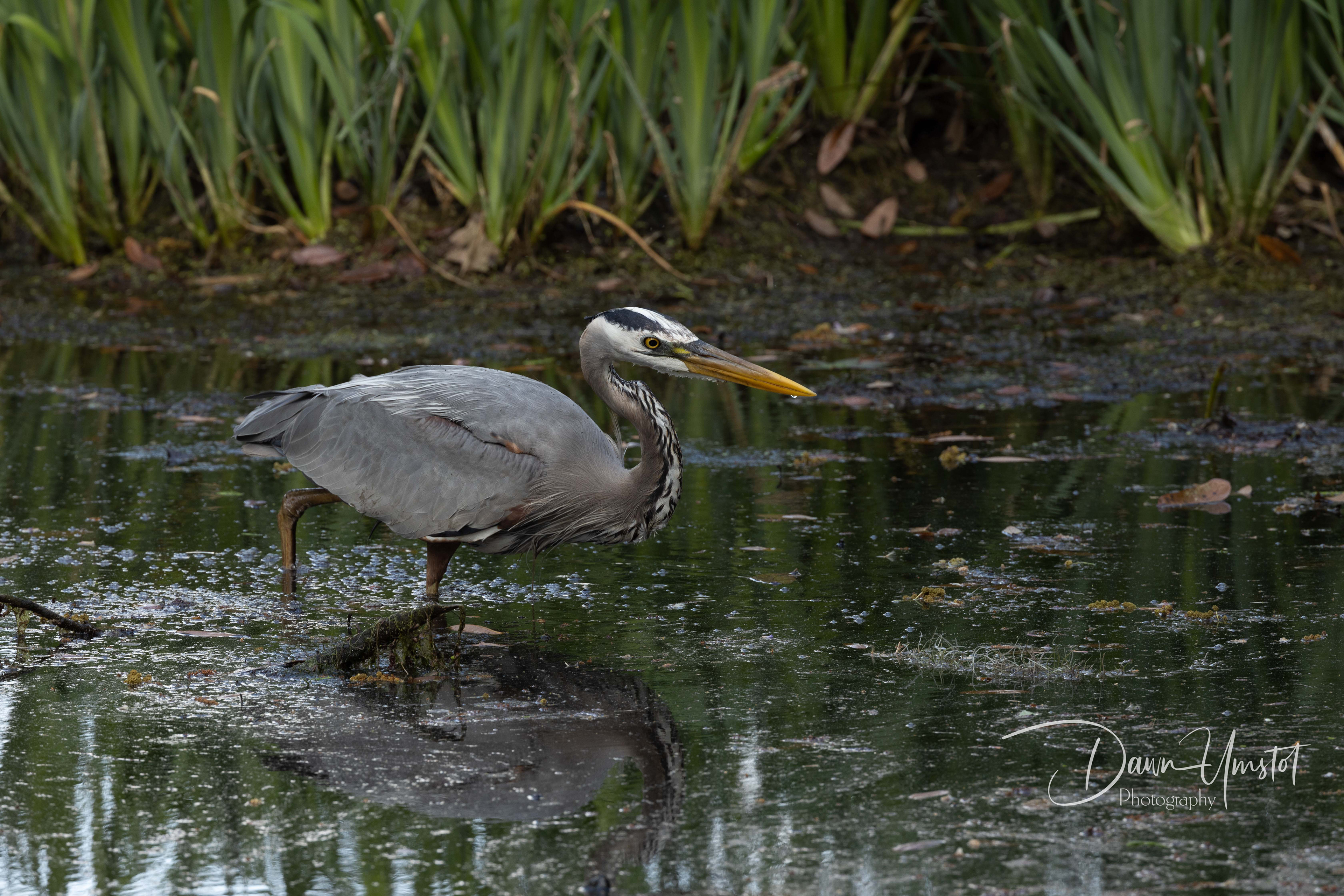 South Carolina Heron
