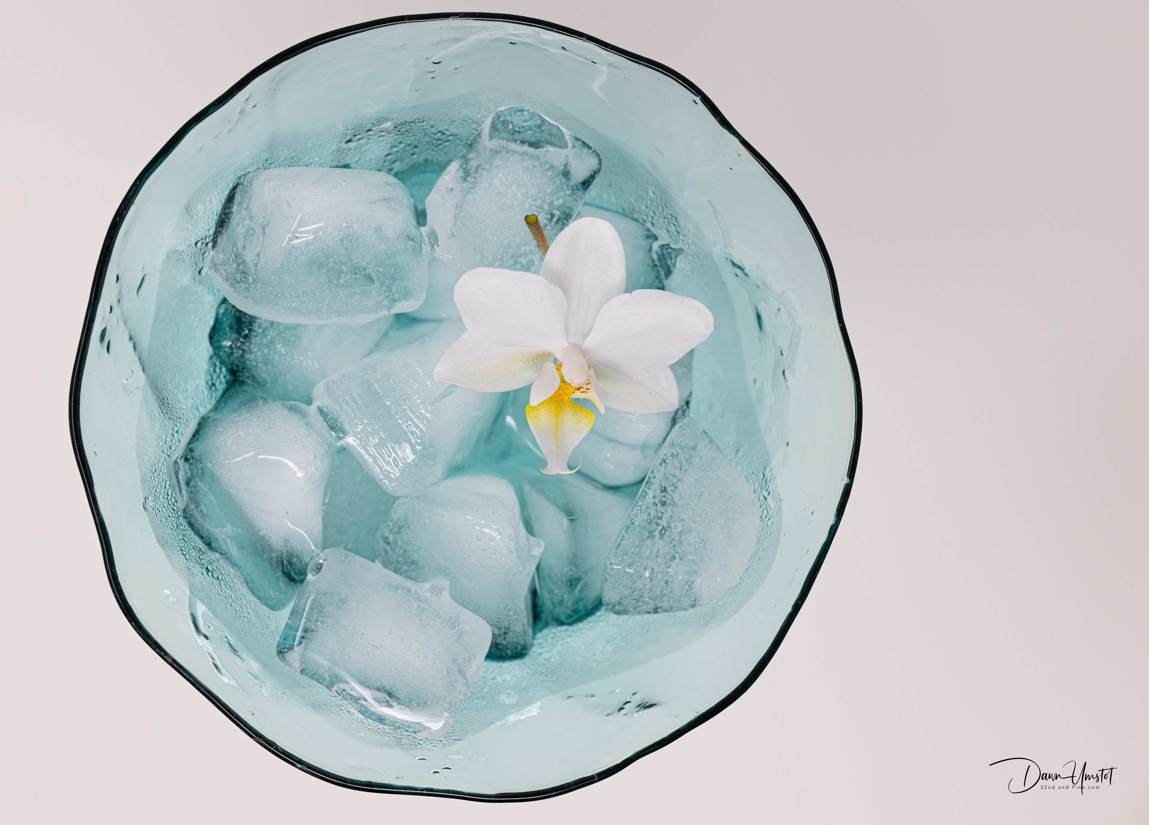 Orchid
