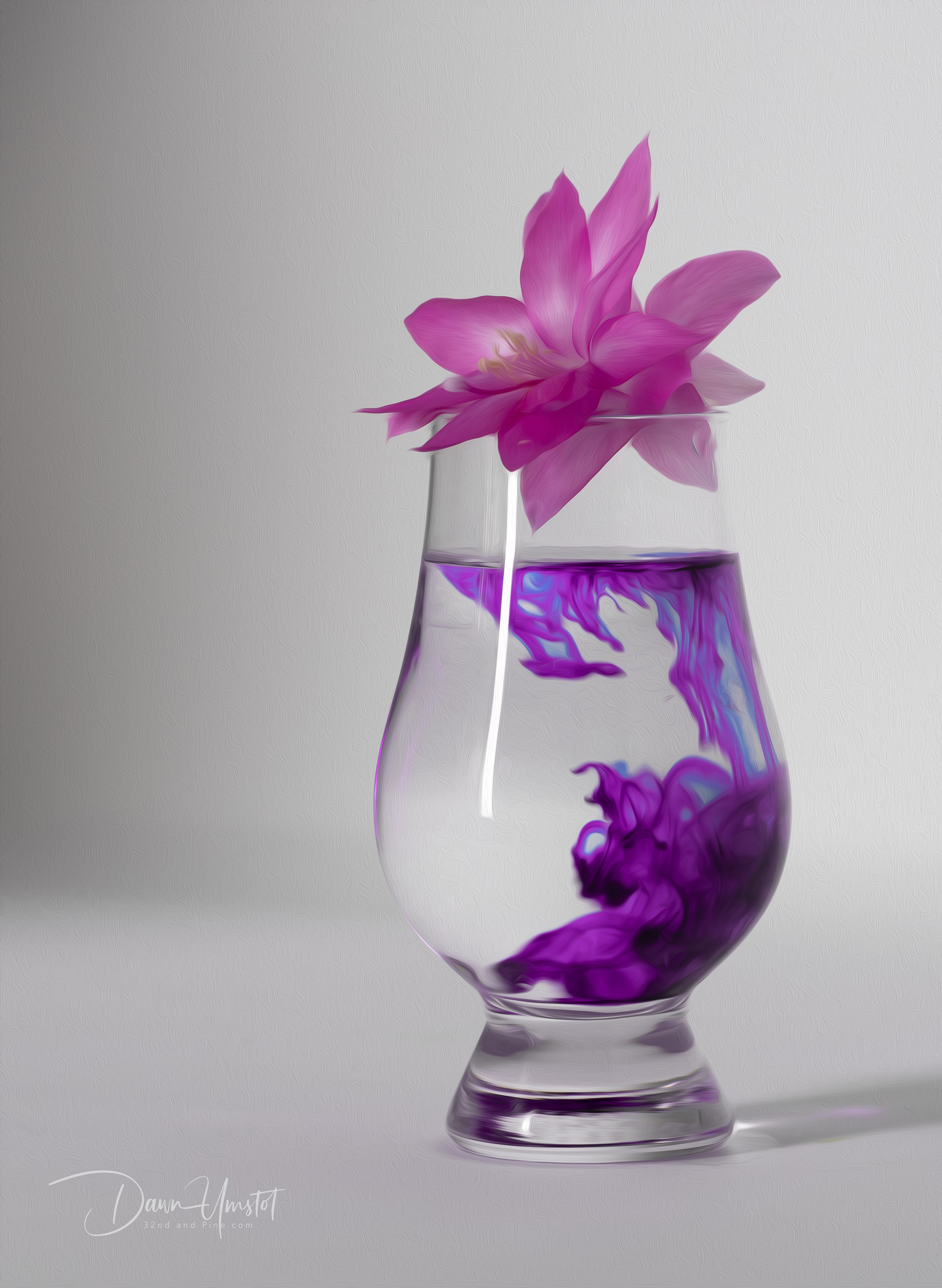 Christmas Cactus