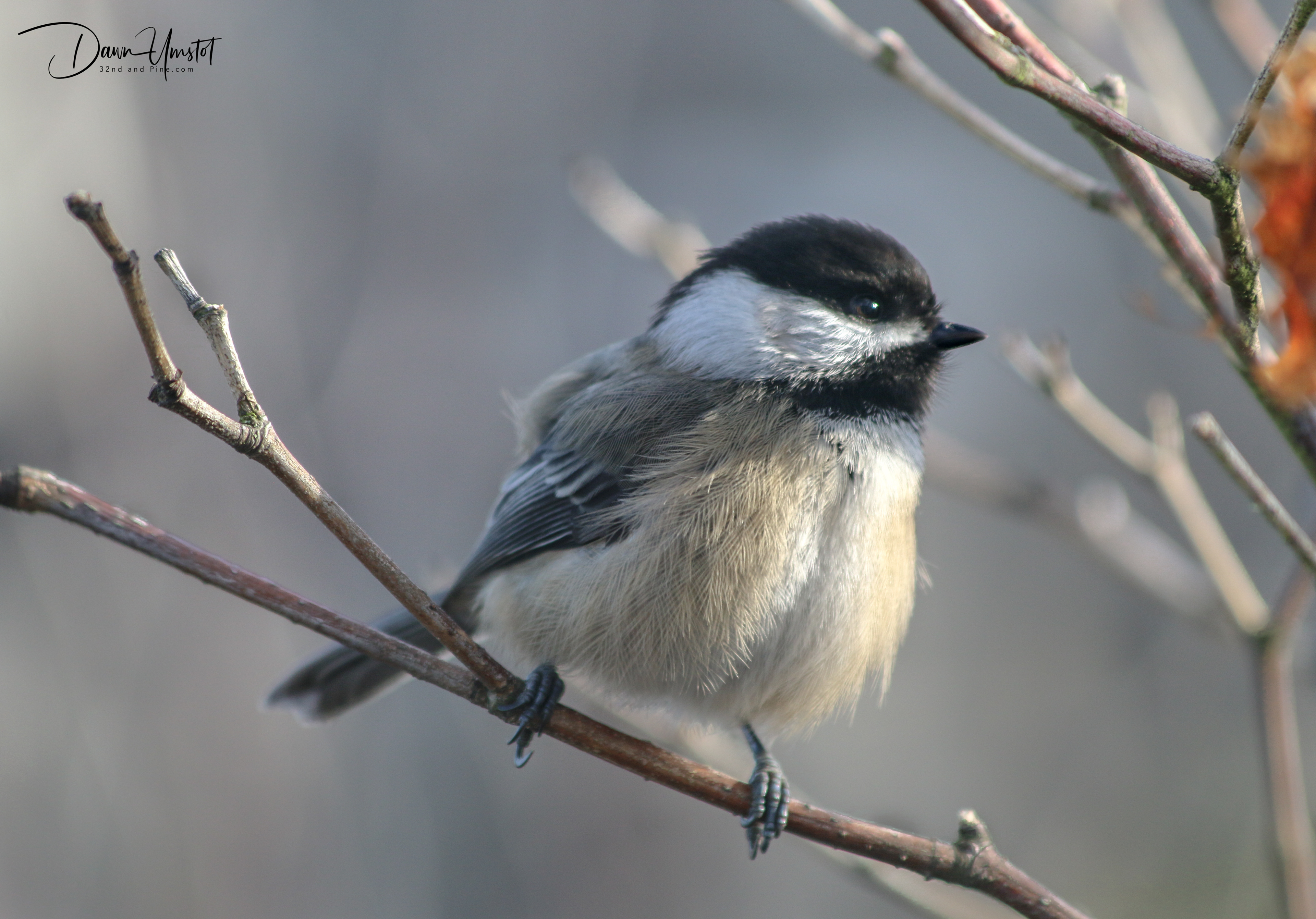 Chickadee