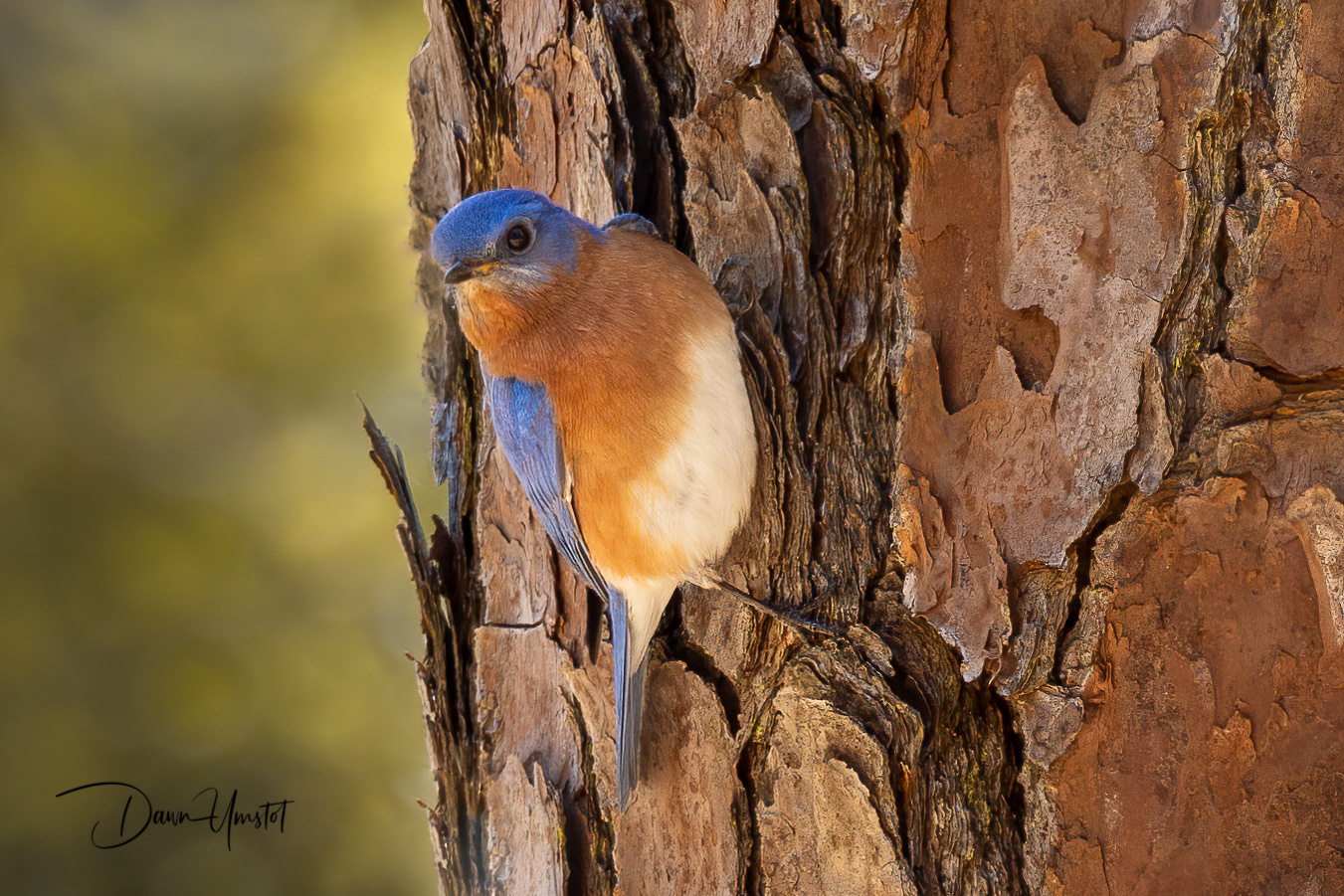 Southern Bluebird