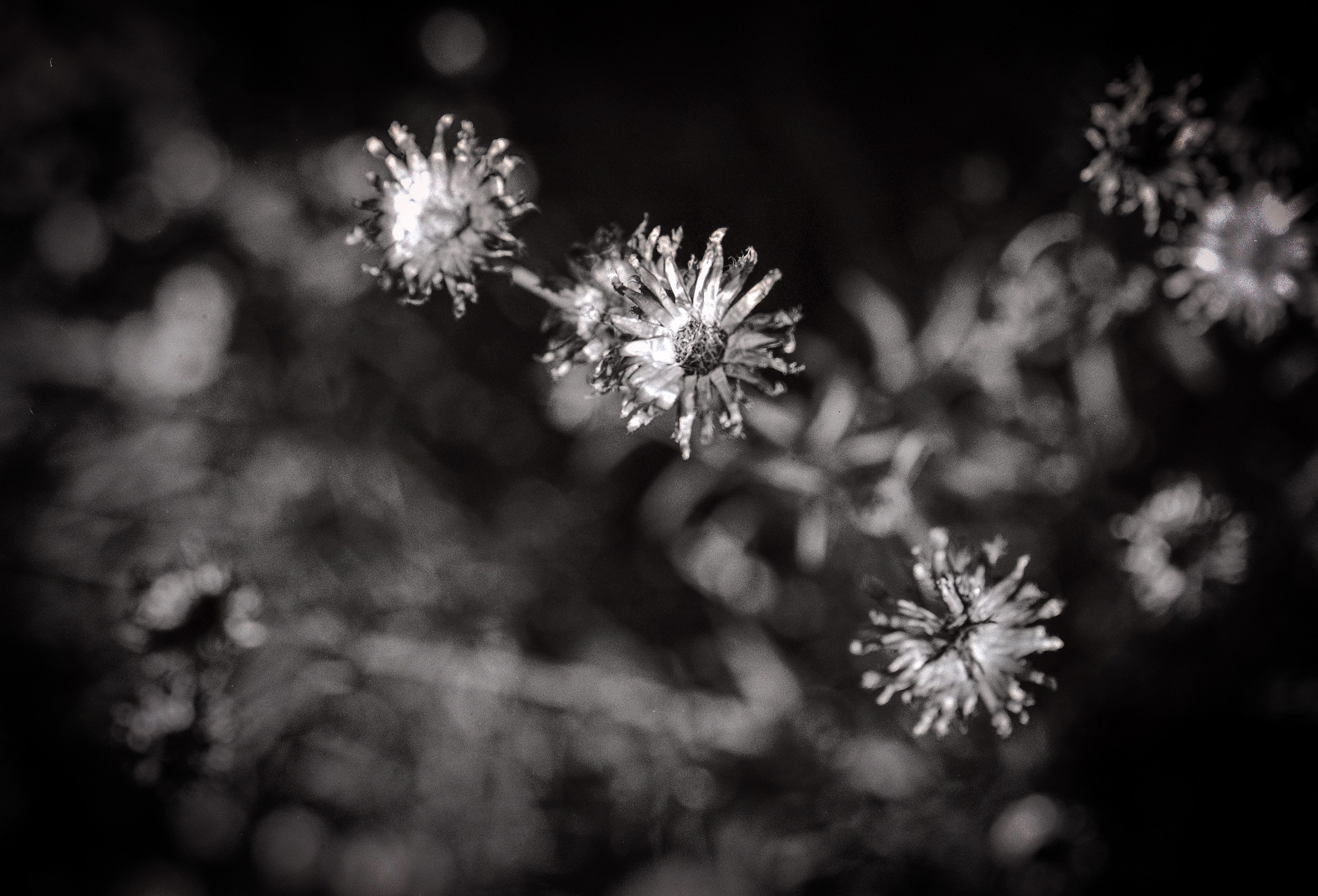 Adox Silvermax mit Nikon F100