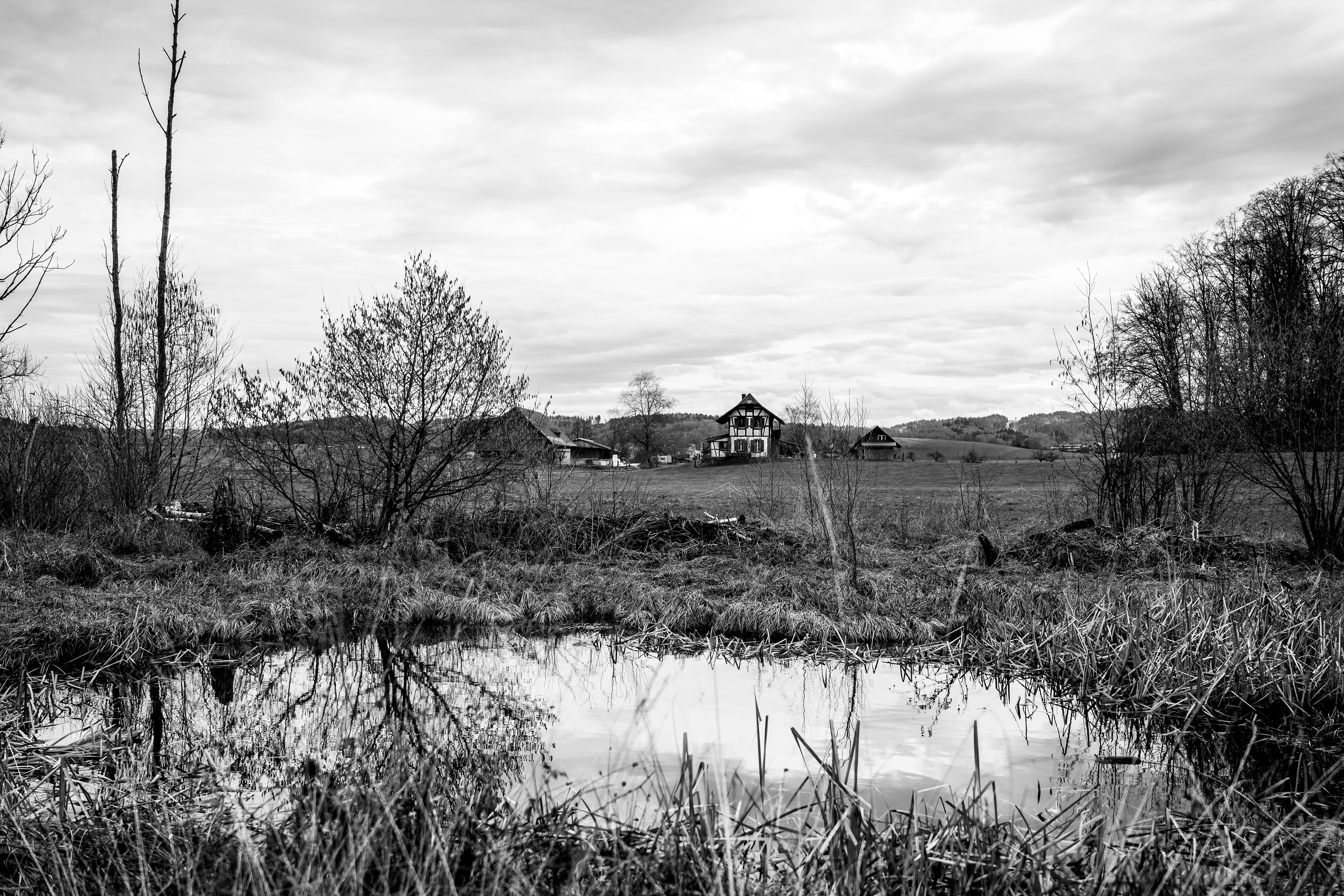 © Rolf Veraguth - Burgdorf, Meieimoos