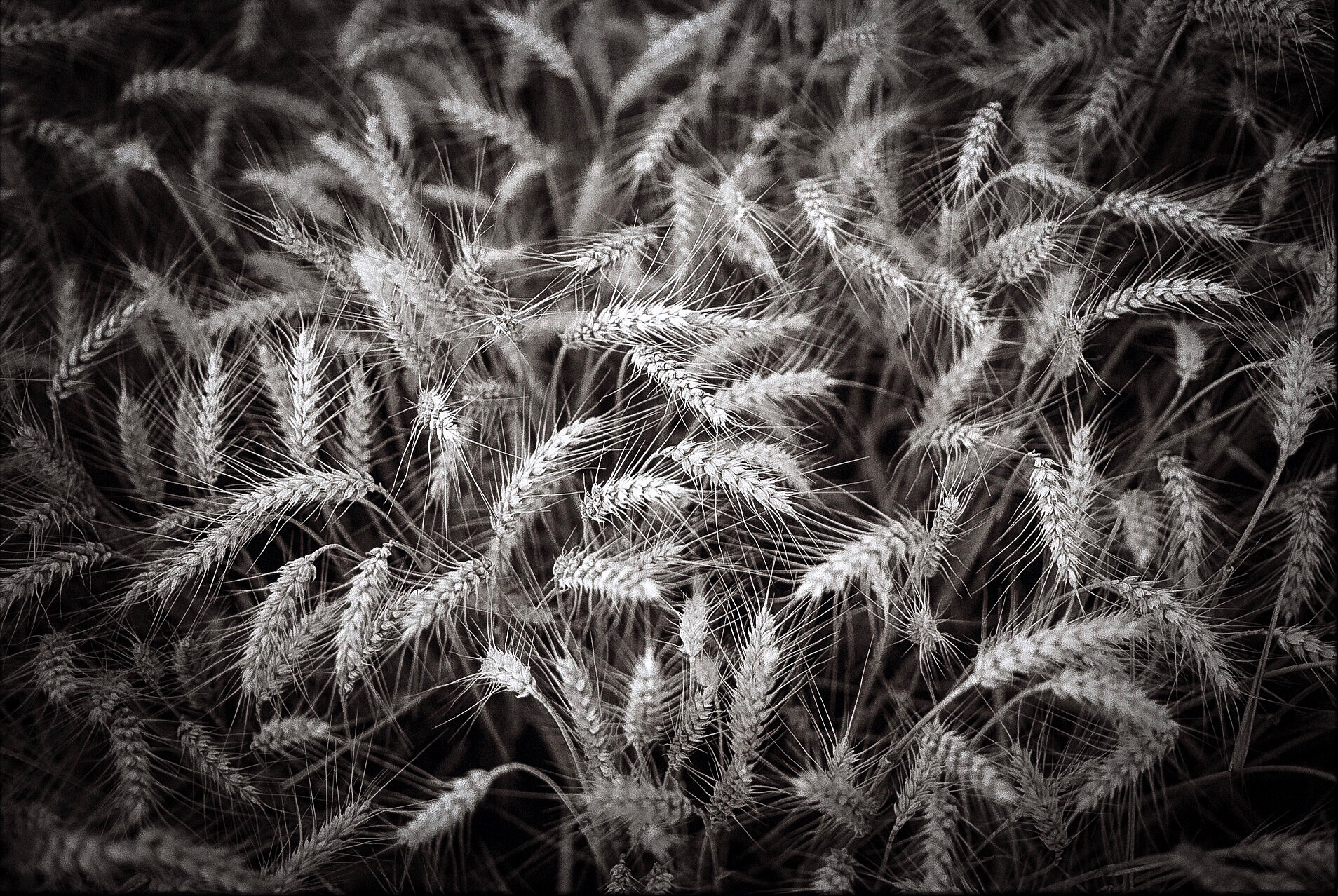 Adox Scala 160 mit Nikon F100