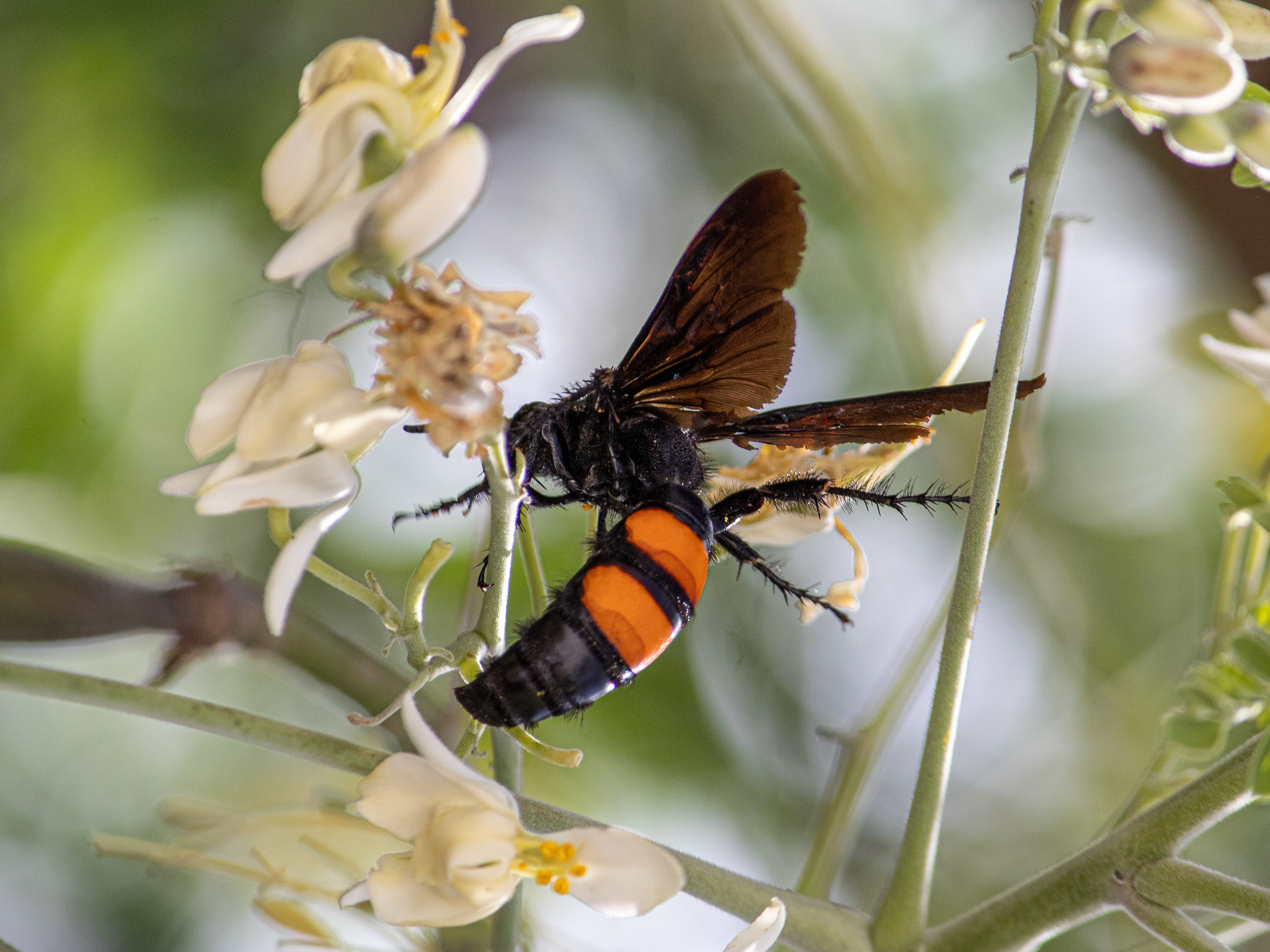 Pygodasis Ephippium | Wasp | 250 mm - 1/500 s - ISO 400 - f / 8