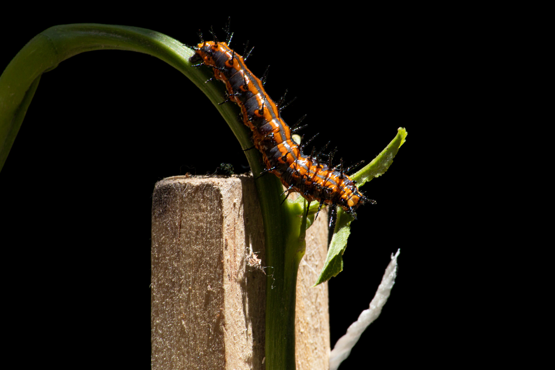 Oruga | 250 mm - 1/80 s - ISO 400 - f / 20