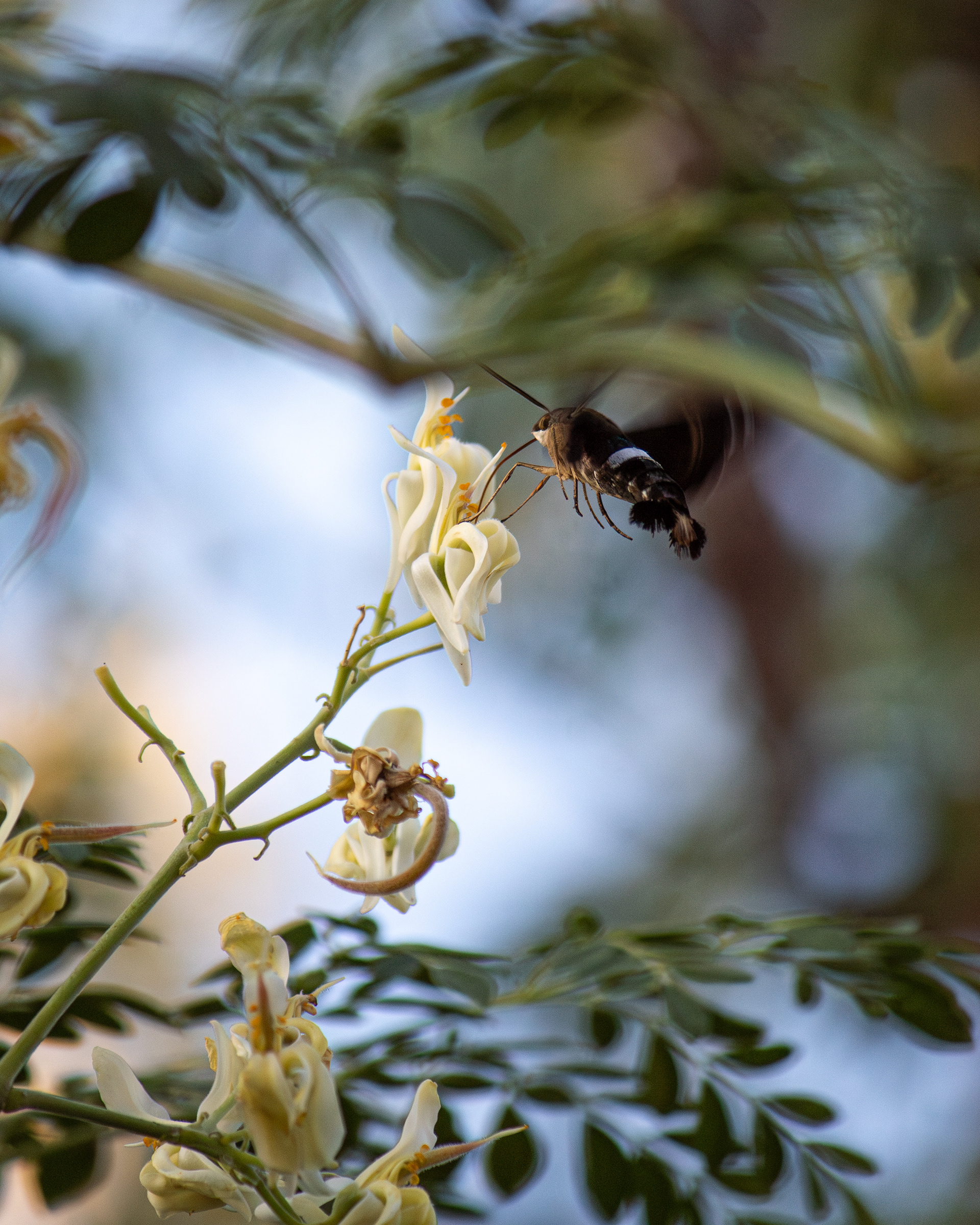 Hummingbird Hawk-Moth | Polilla | 250 mm - 1/640 s - ISO 200 - f / 5.6