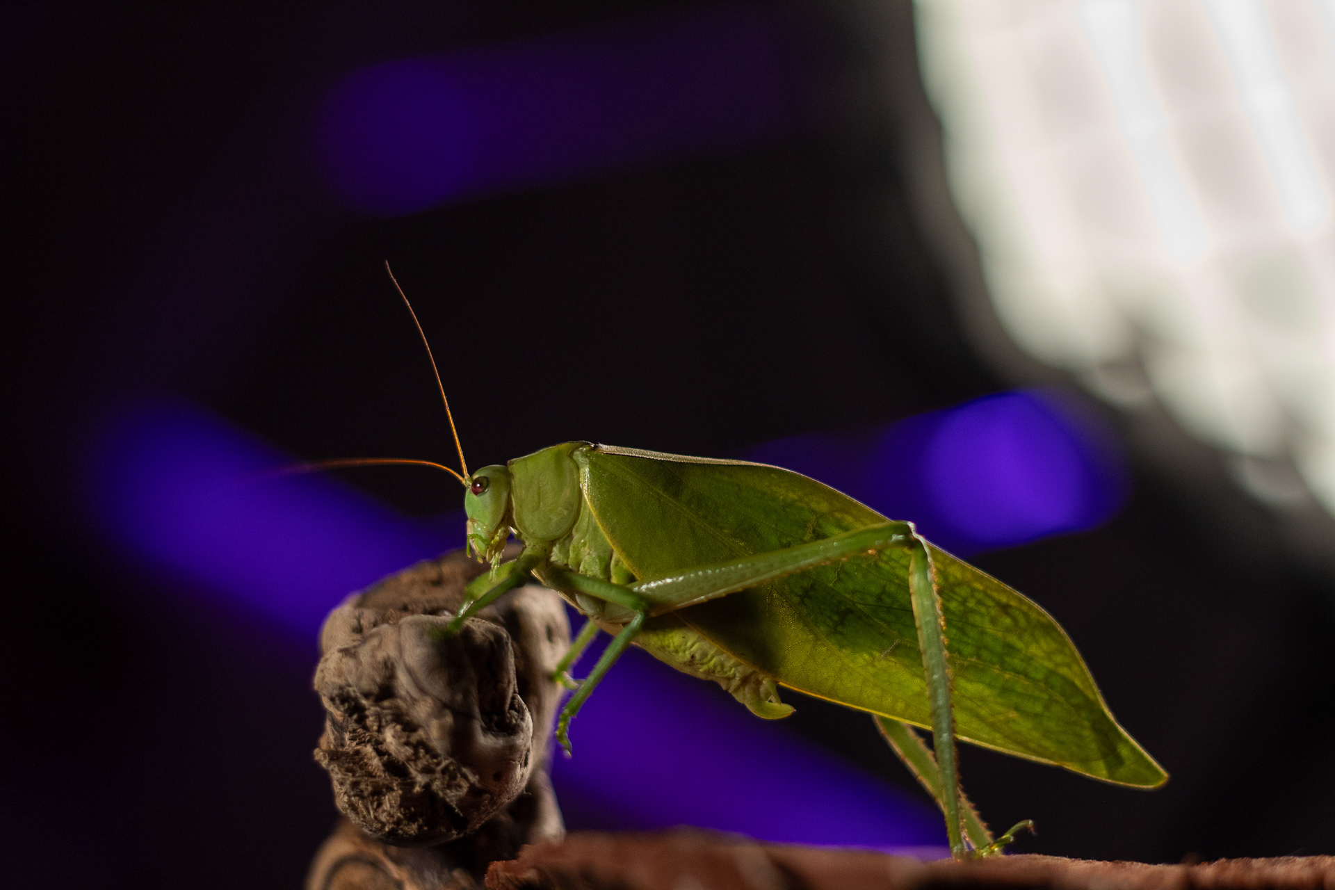 Katydid | Phaneropterinae | 50 mm - 1/100 s - ISO 200 - f / 2.2