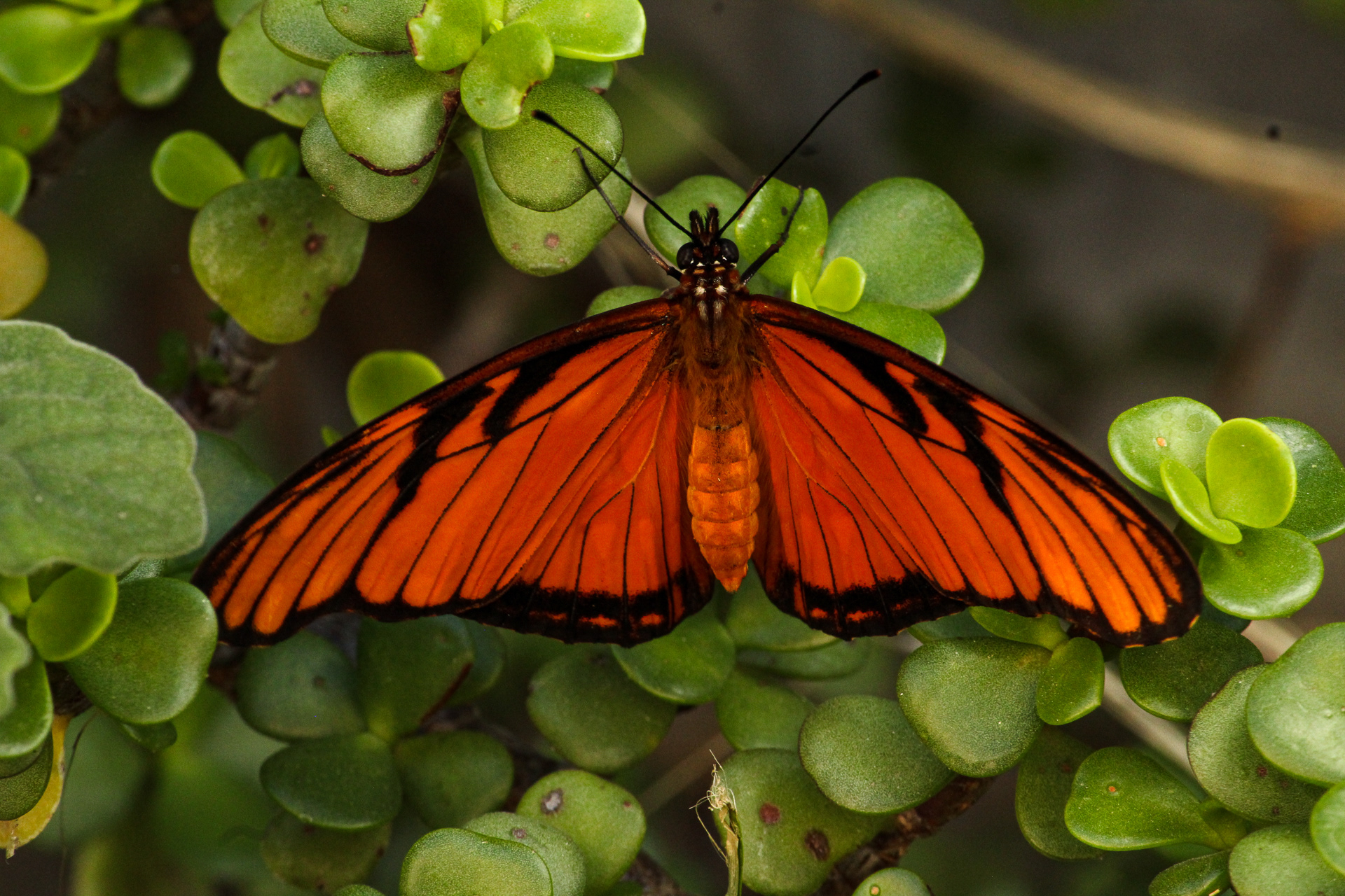 Mariposa | 208 mm - 1/60 s - ISO 1600 - f / 16