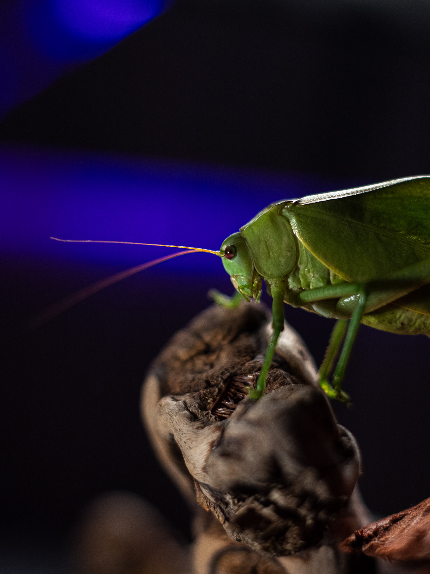 Katydid | Phaneropterinae | 50 mm - 1/100 s - ISO 200 - f / 2.2