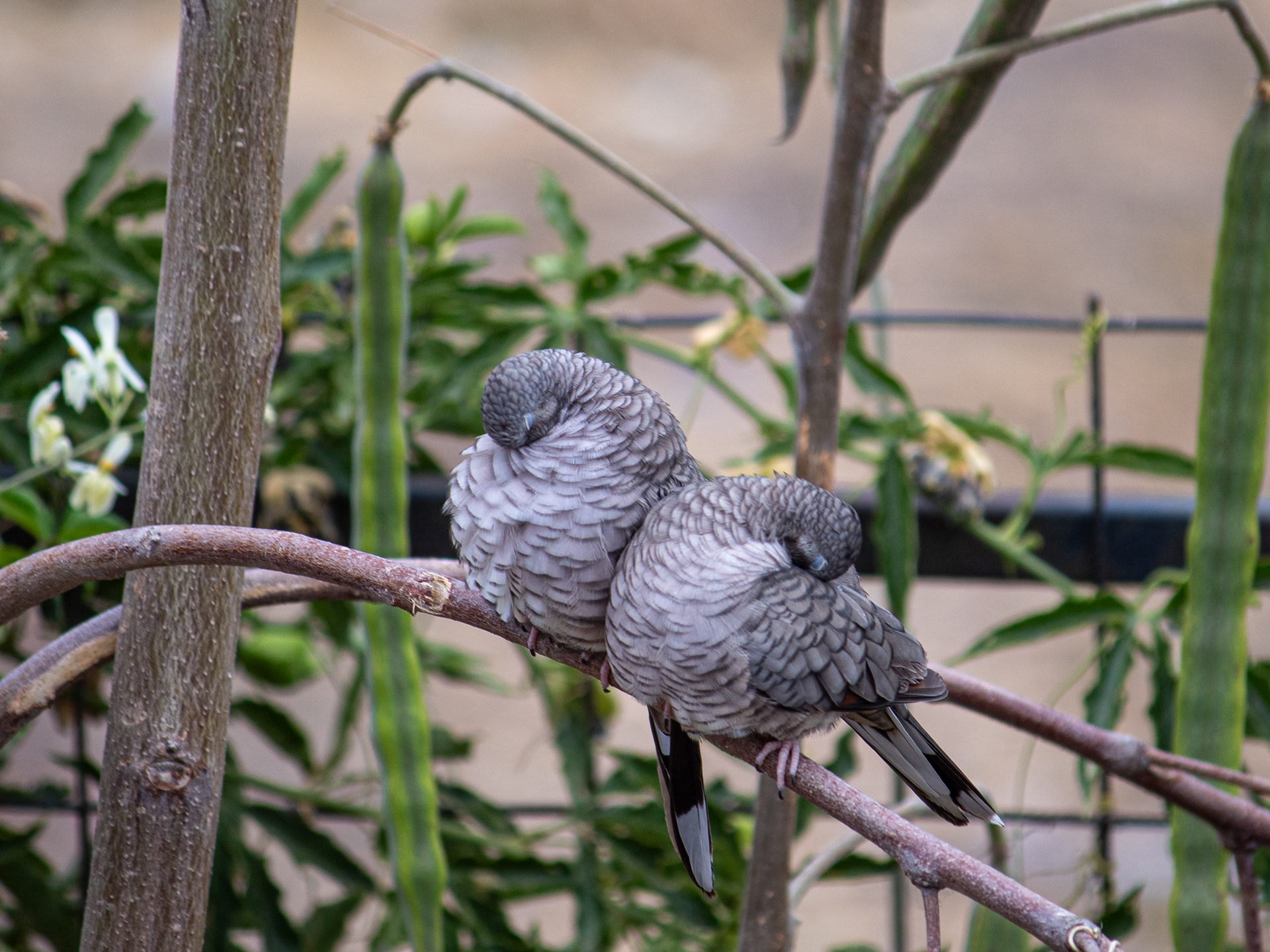 Pareja de aves | 250 mm - 1/250 s - ISO 100 - f / 5.6