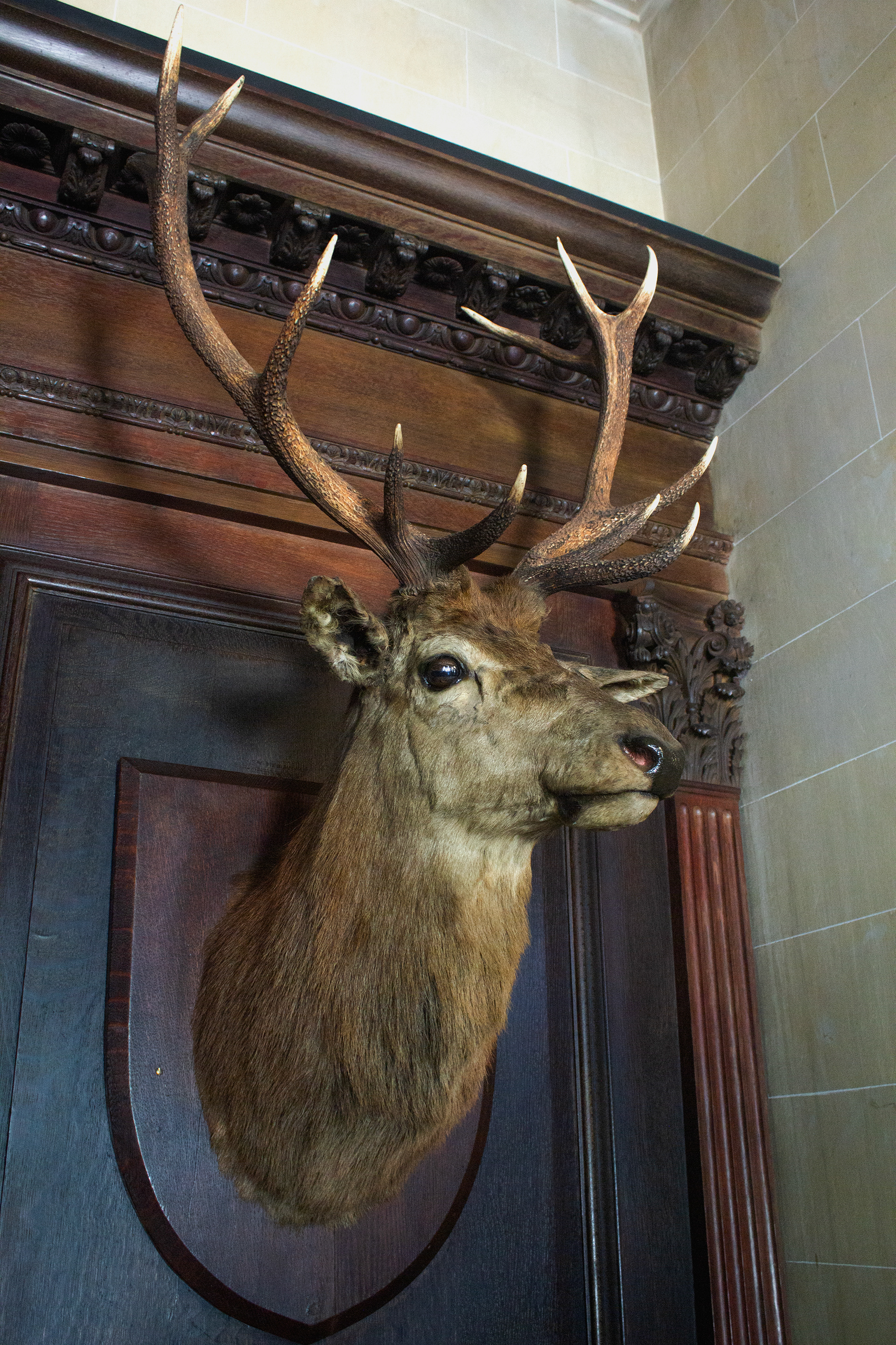 One of the Deer located inside the Entrance Hall on the first floor. Old Westbury, NY.