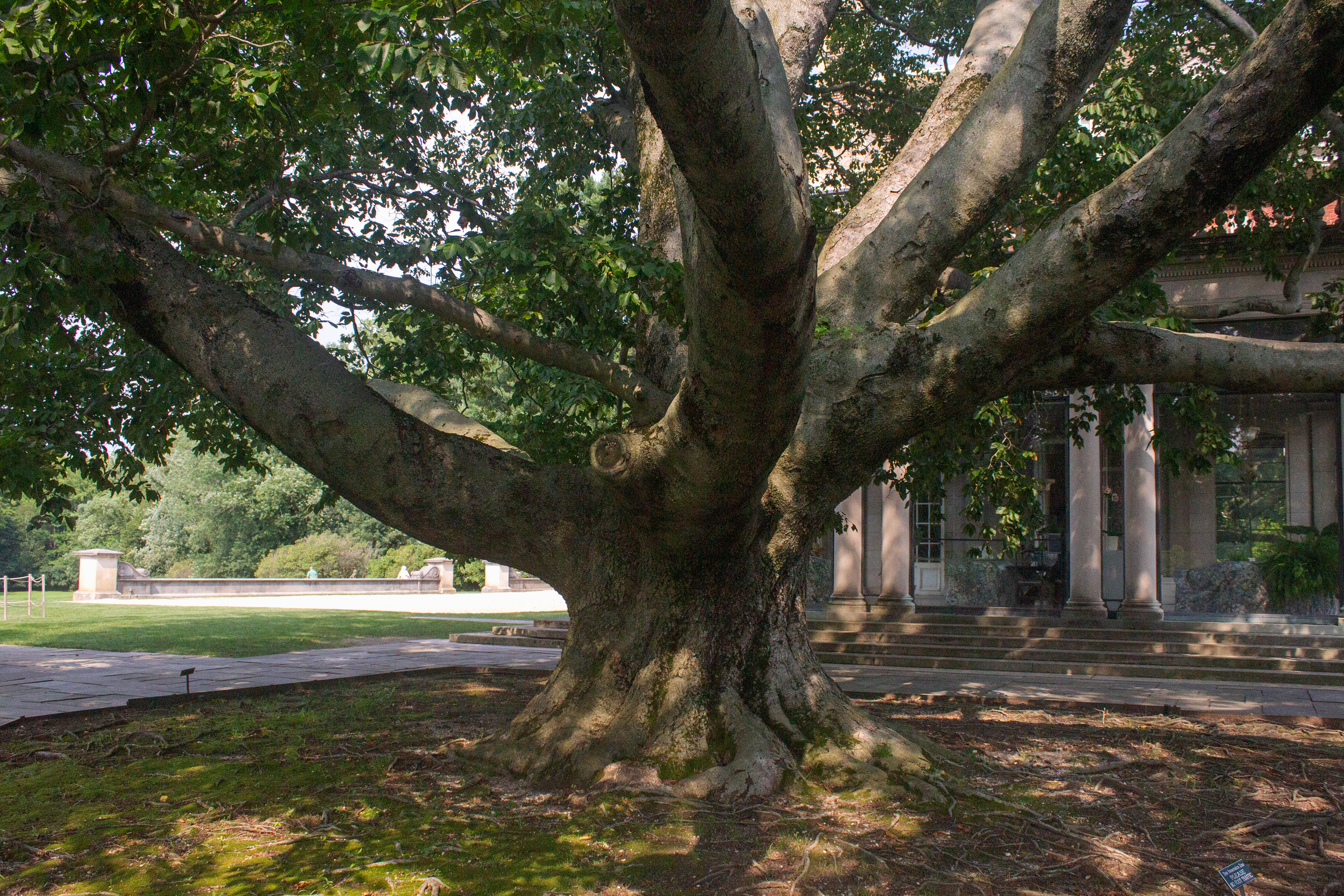 The West Porch Beech Tree. Old Westbury, NY.