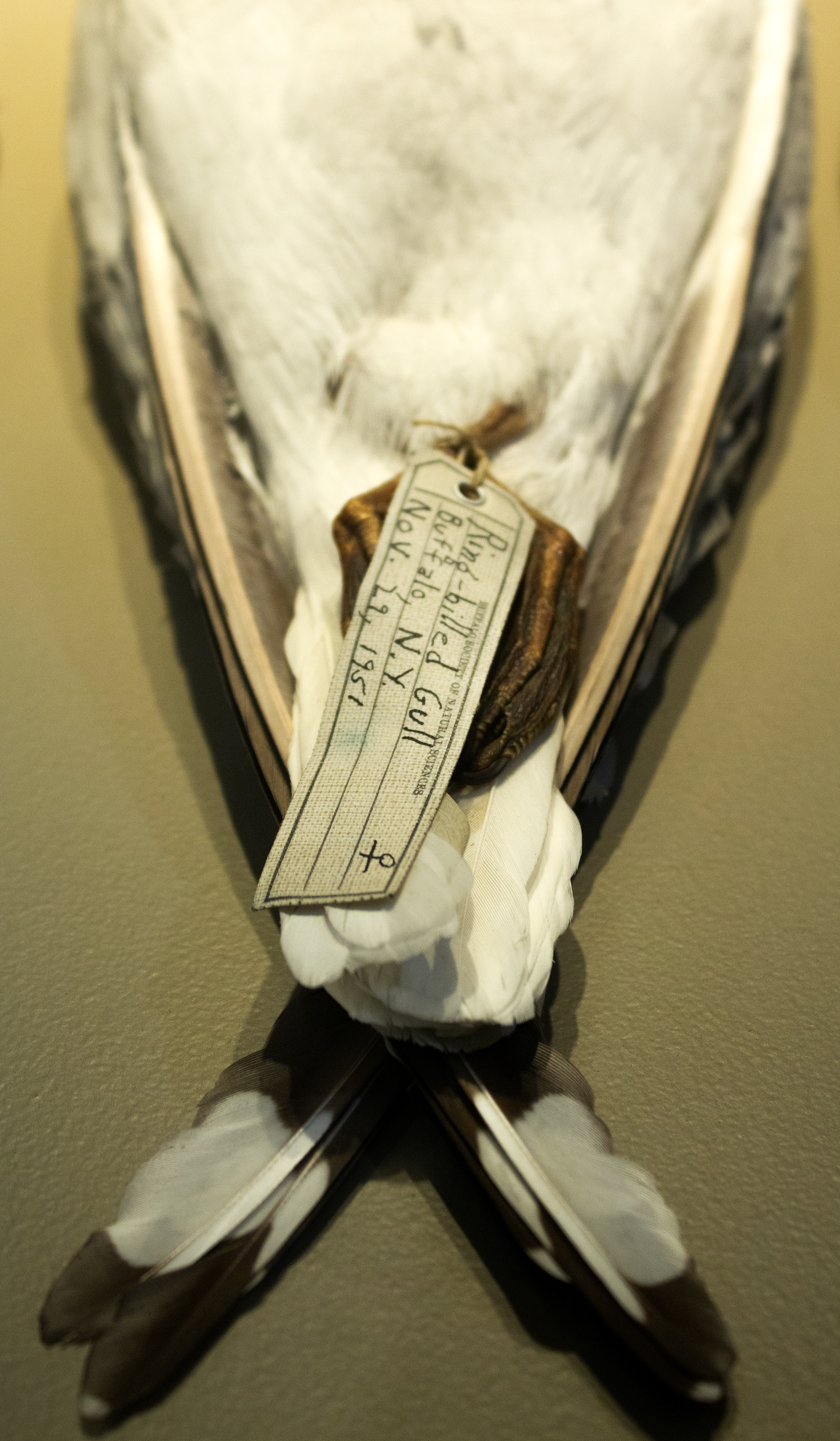 Ring-Billed Gull. Variety of Gullskins 1887-1968. Buffalo Museum of Science. Buffalo, NY