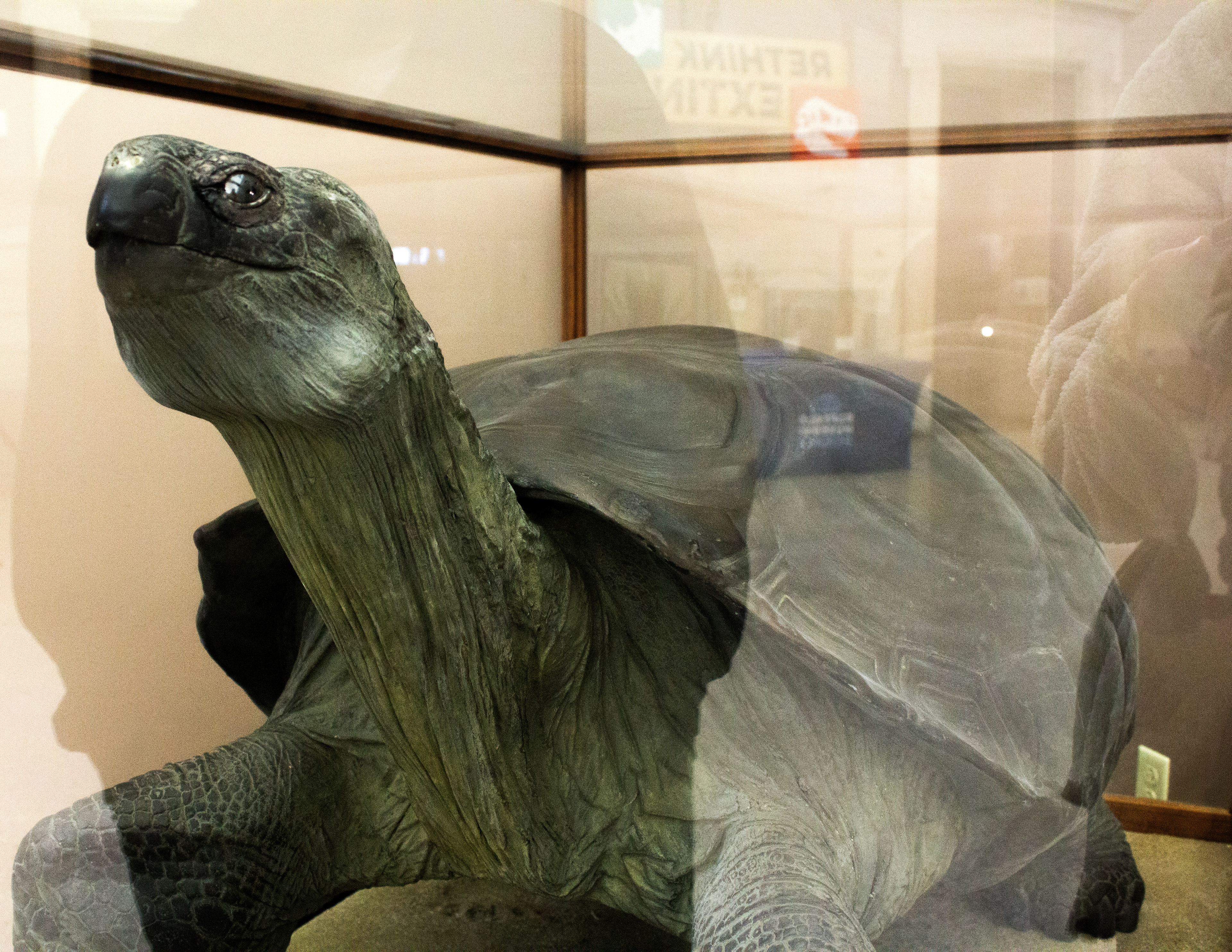 Tortoises. Buffalo Museum of Science. Buffalo, NY