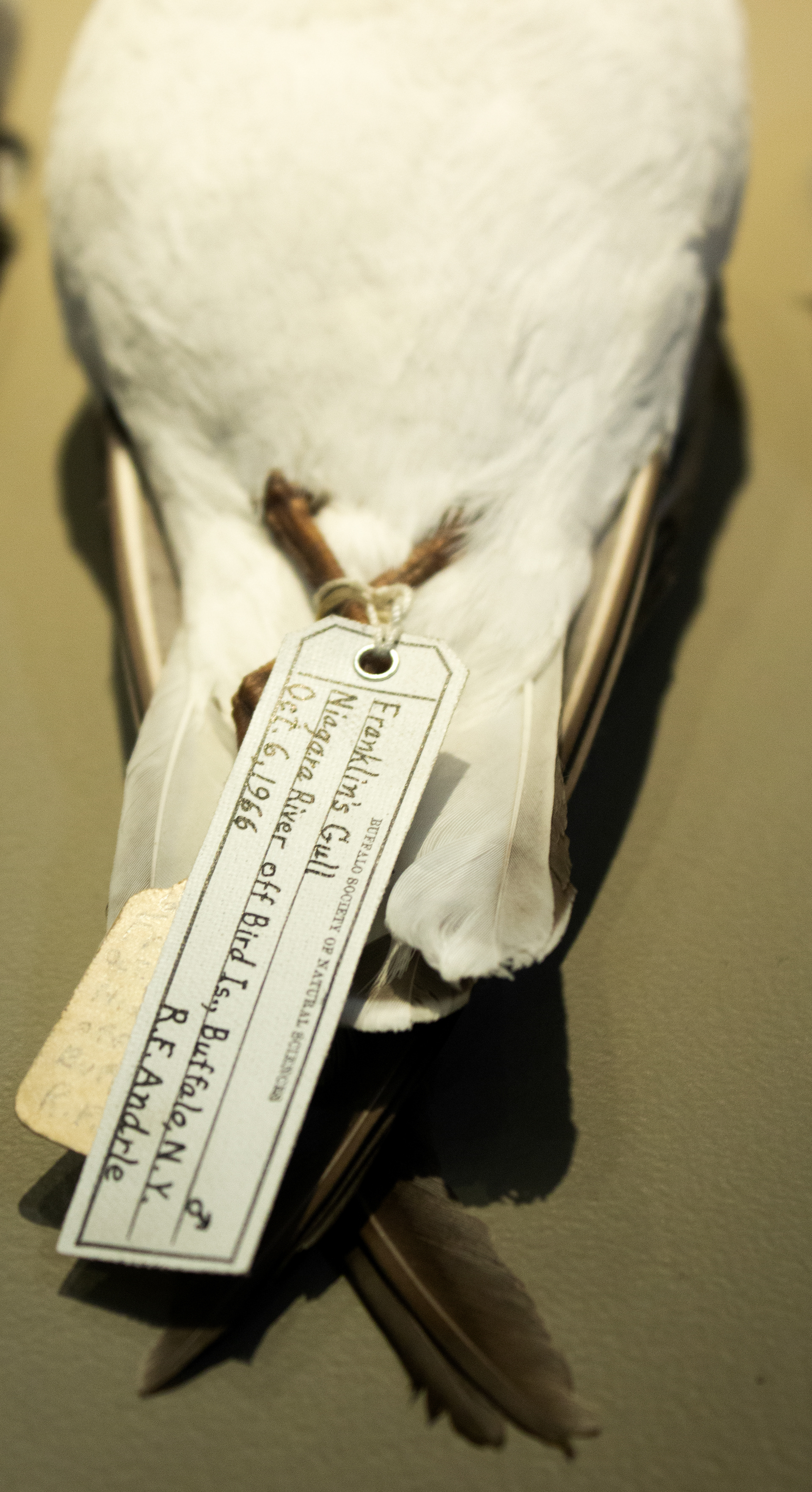Franklins Gull. Variety of Gullskins 1887-1968. Buffalo Museum of Science. Buffalo, NY