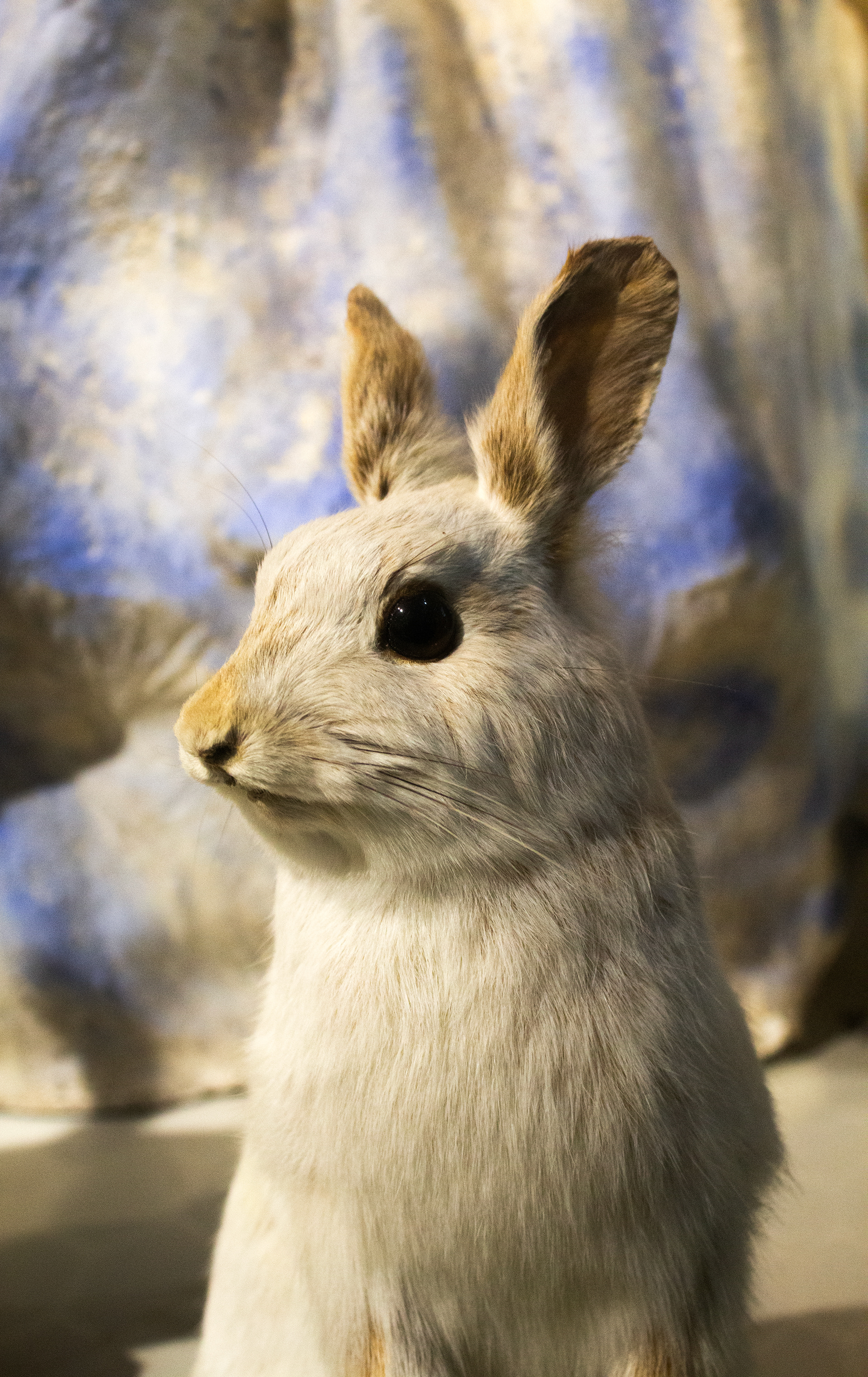 Rabbit. Buffalo Museum of Science. Buffalo, NY