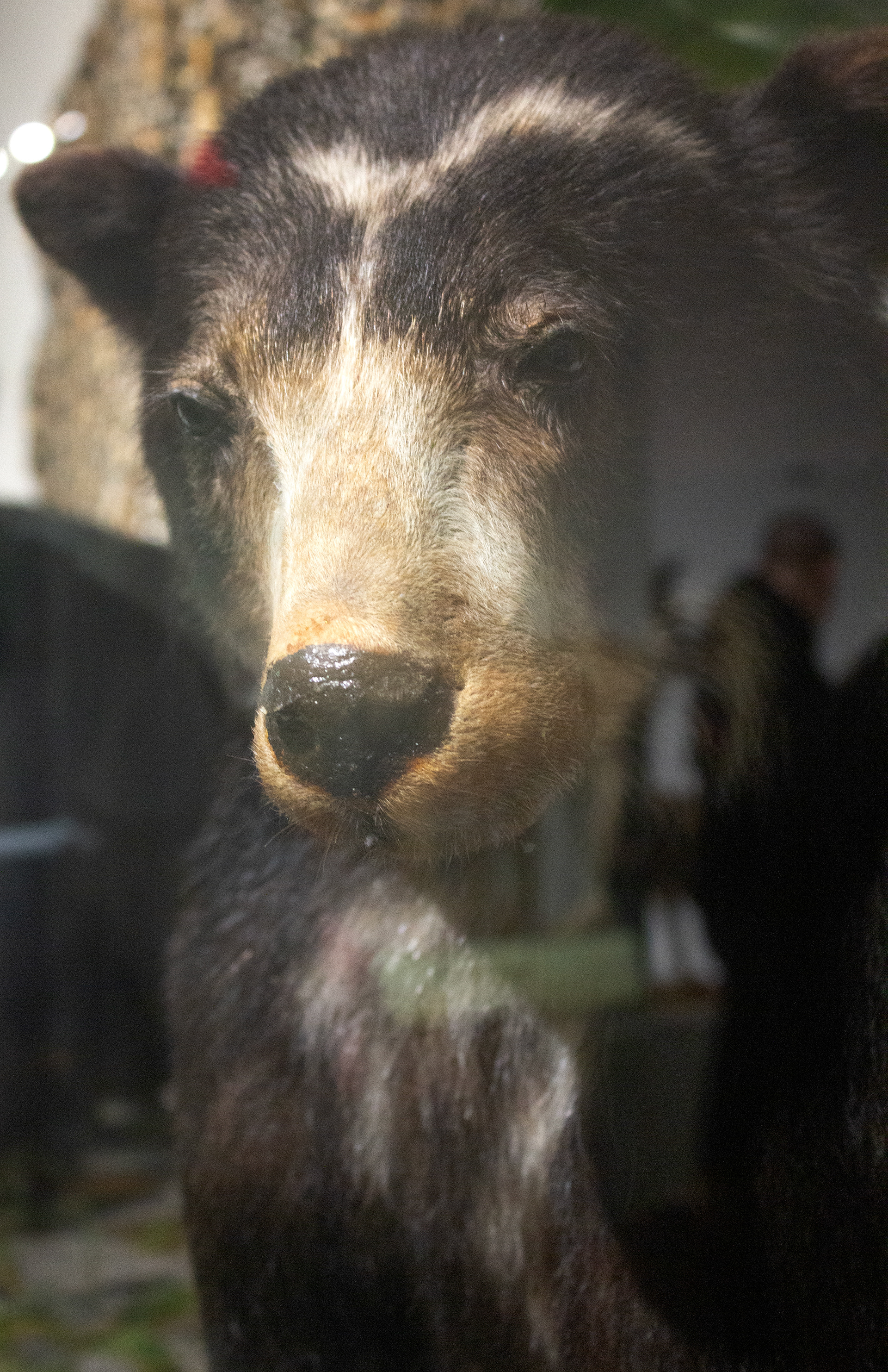 Brown Bear. Buffalo Museum of Science. Buffalo, NY