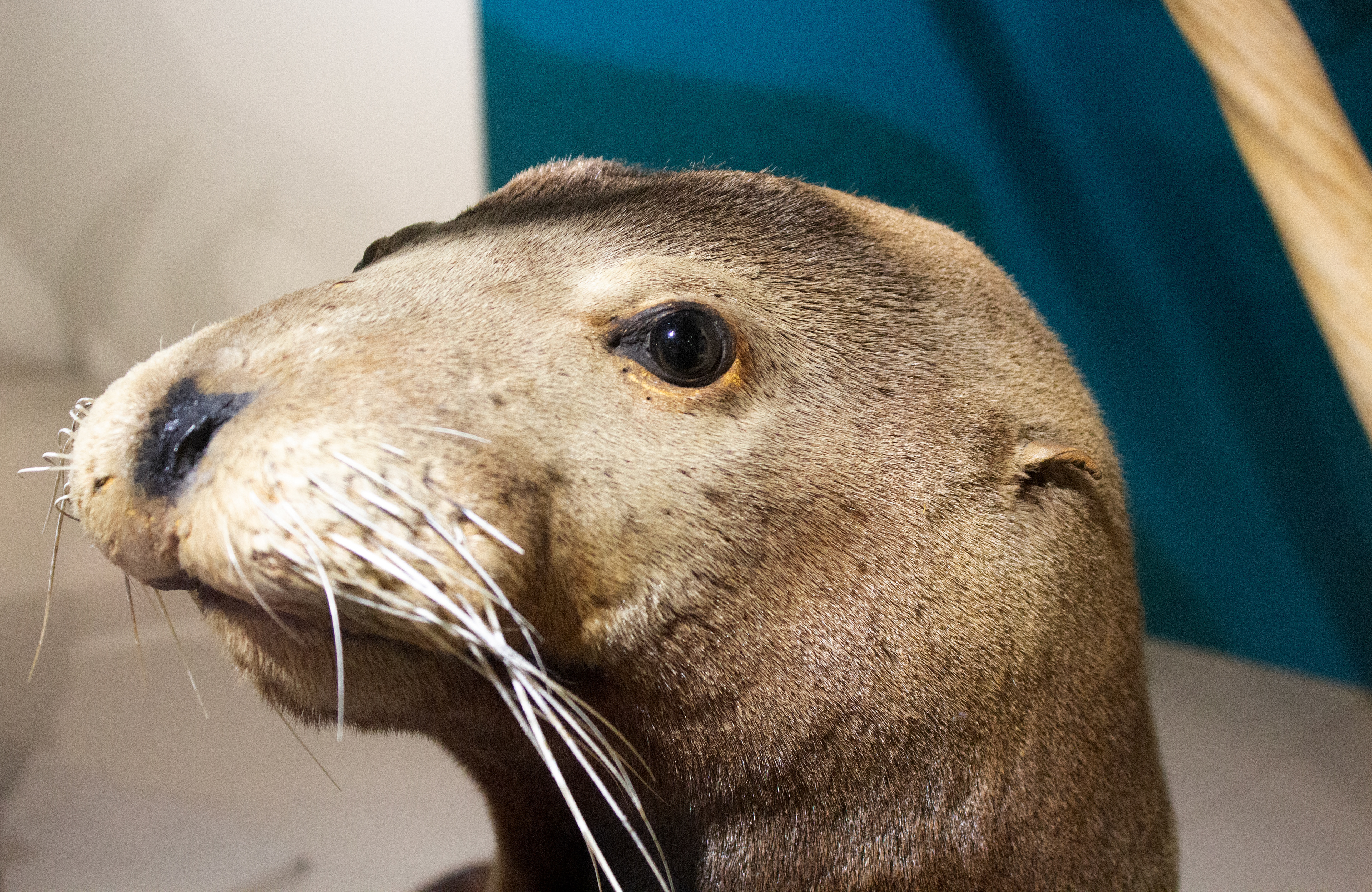 Seal. Buffalo Museum of Science. Buffalo, NY