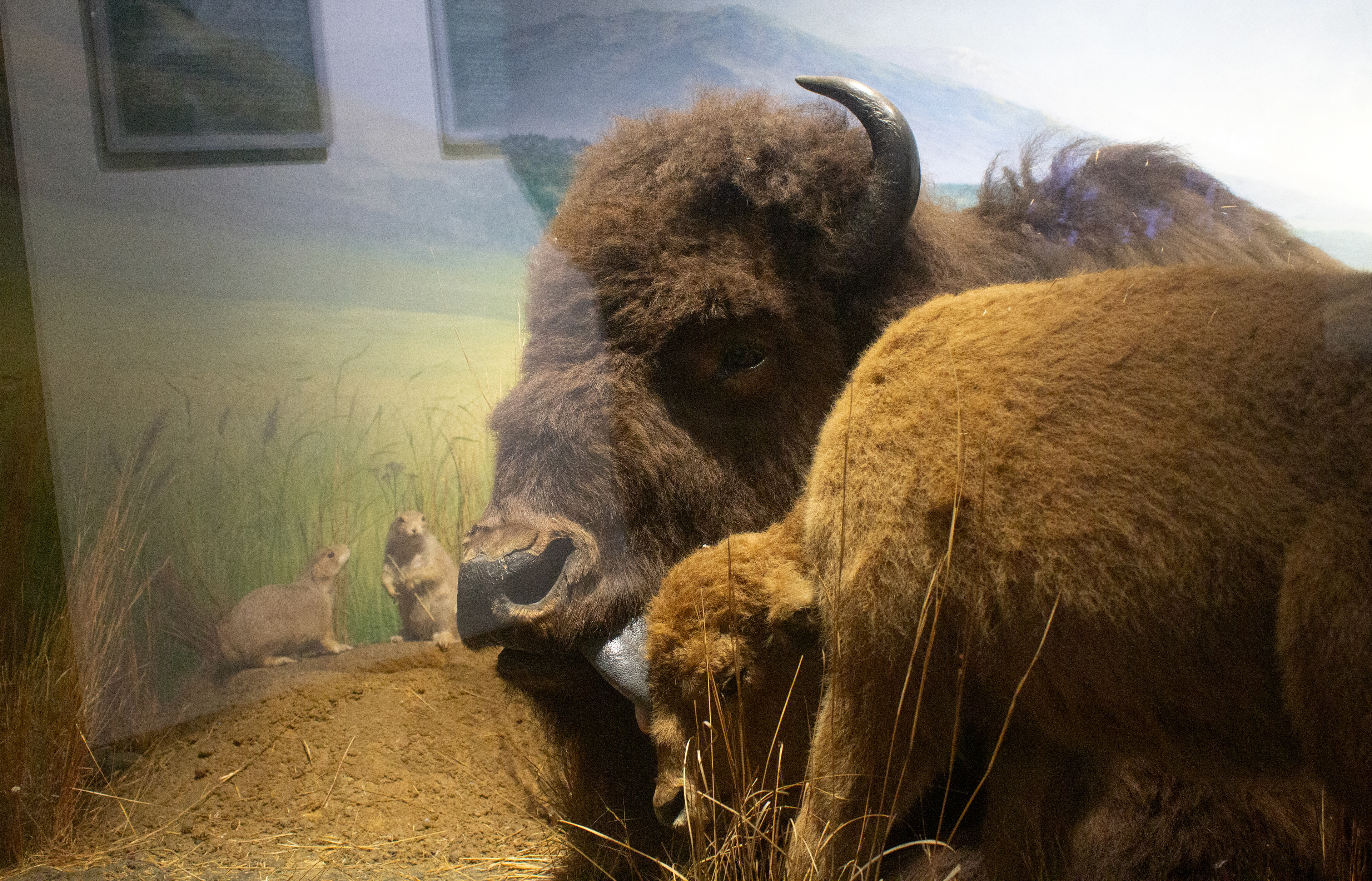 Bulls. Buffalo Museum of Science. Buffalo, NY