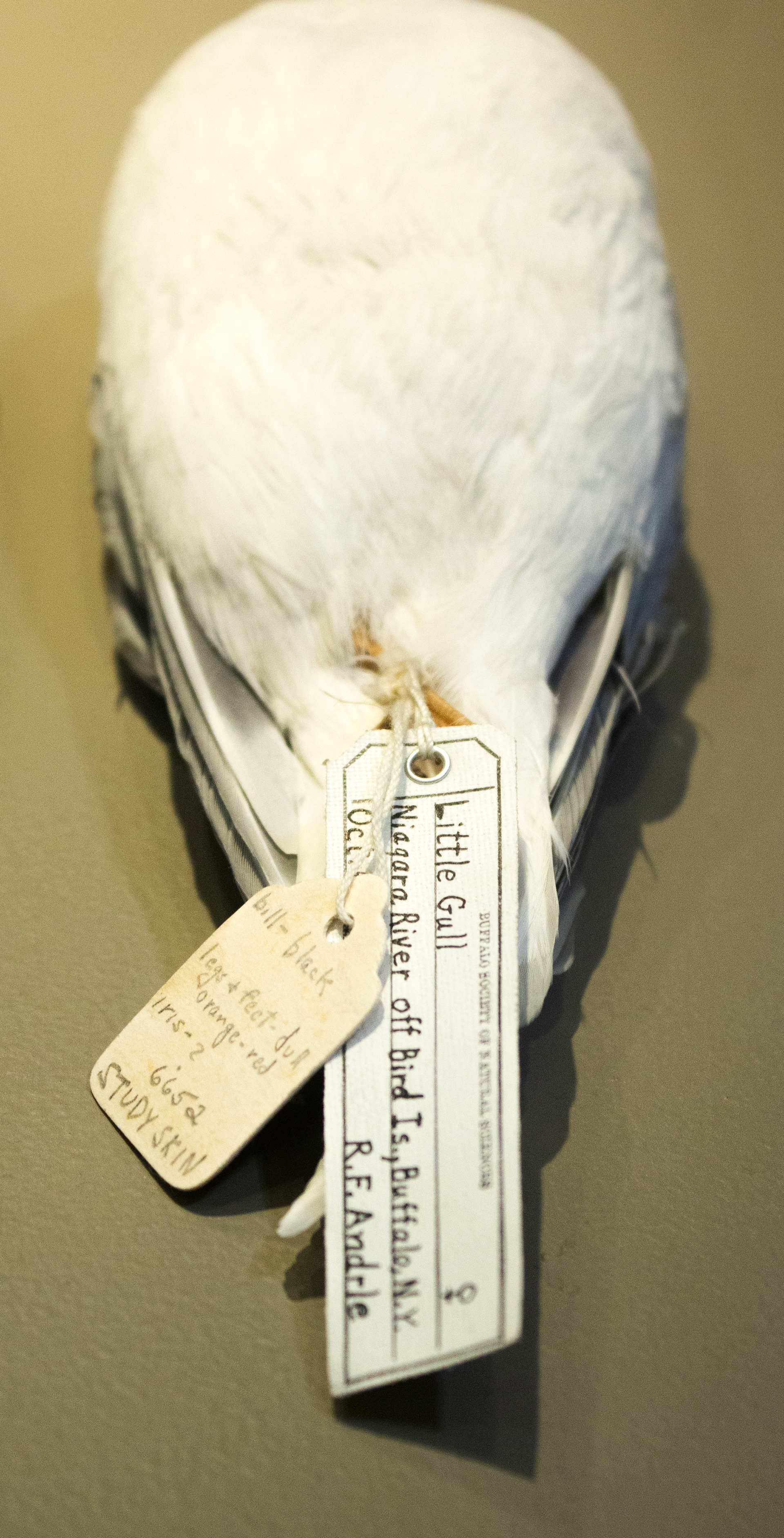 Little Gull. Variety of Gullskins 1887-1968. Buffalo Museum of Science. Buffalo, NY