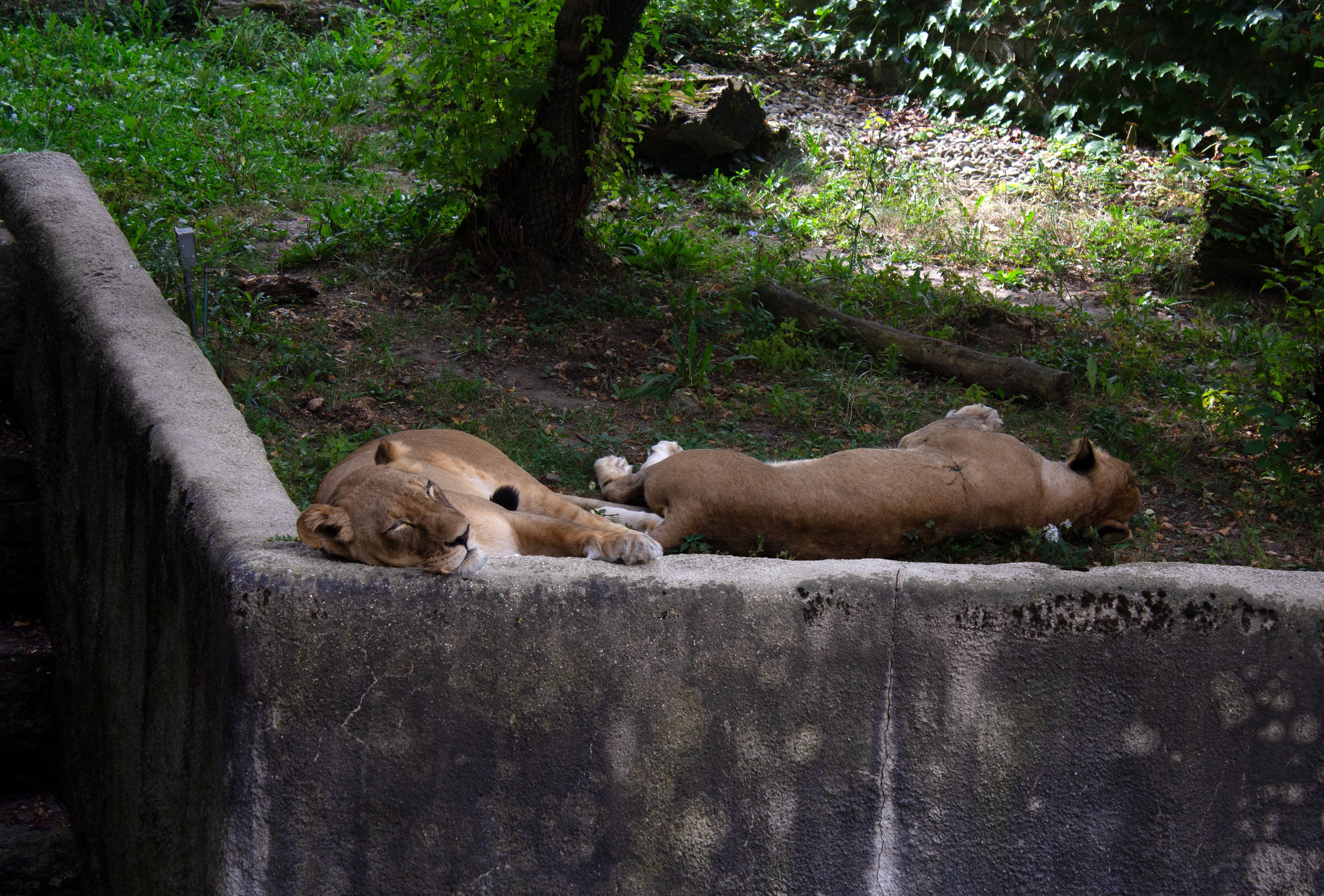 The Buffalo Zoo. Buffalo, NY