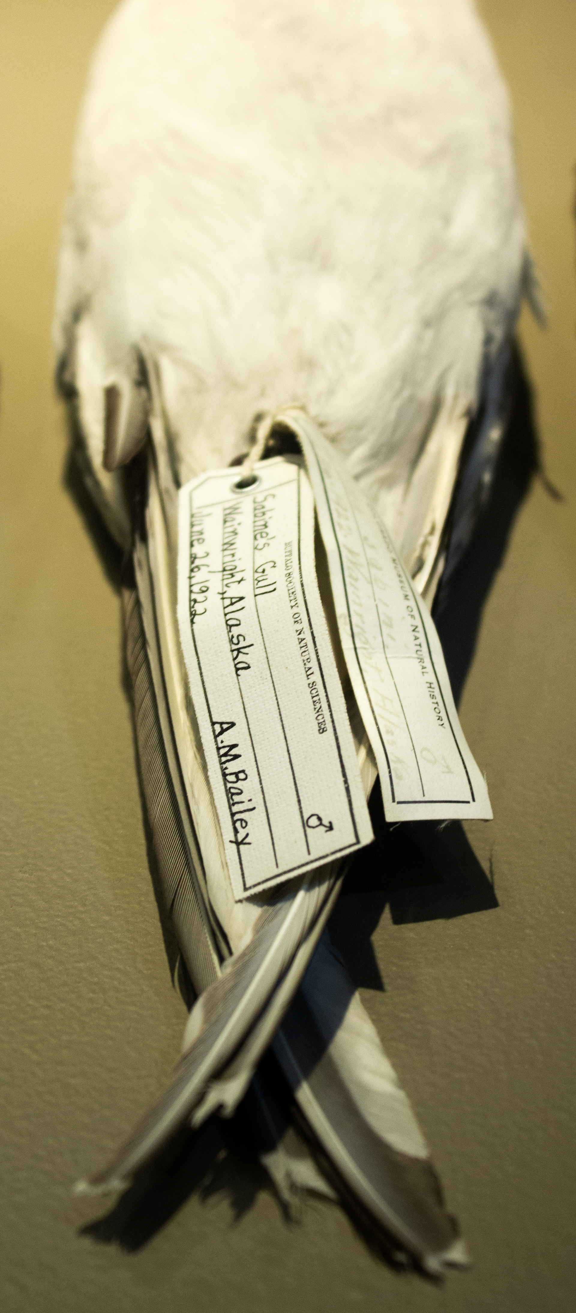 Sabrine Gull. Variety of Gullskins 1887-1968. Buffalo Museum of Science. Buffalo, NY