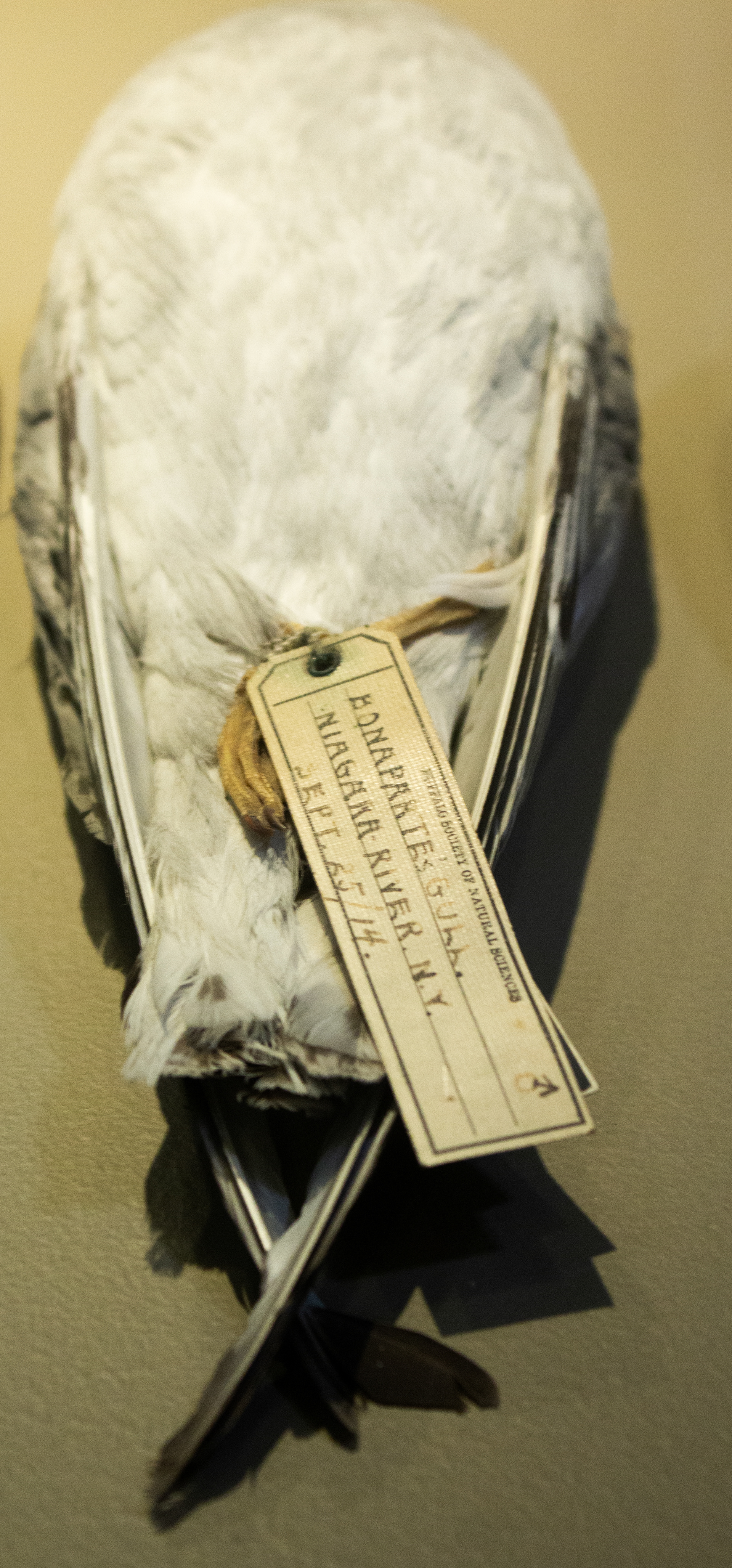 Bonapartes Gull. Variety of Gullskins 1887-1968. Buffalo Museum of Science. Buffalo, NY
