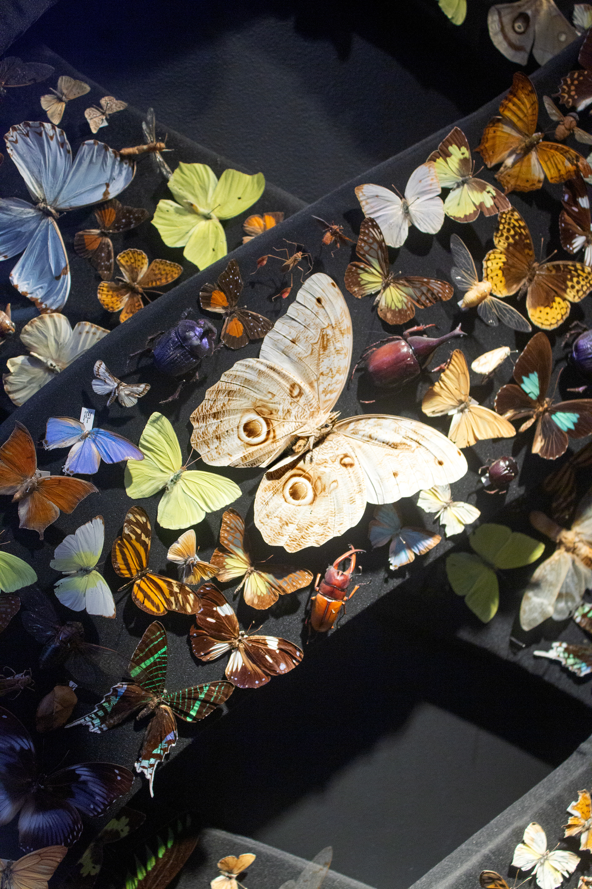Butterflies. Buffalo Museum of Science. Buffalo, NY