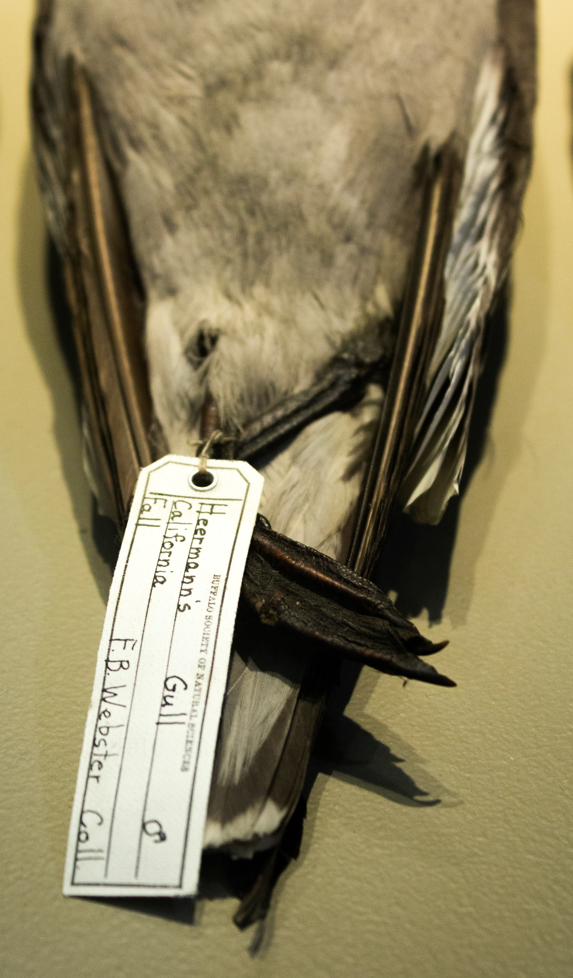 Heermans Gull. Variety of Gullskins 1887-1968. Buffalo Museum of Science. Buffalo, NY
