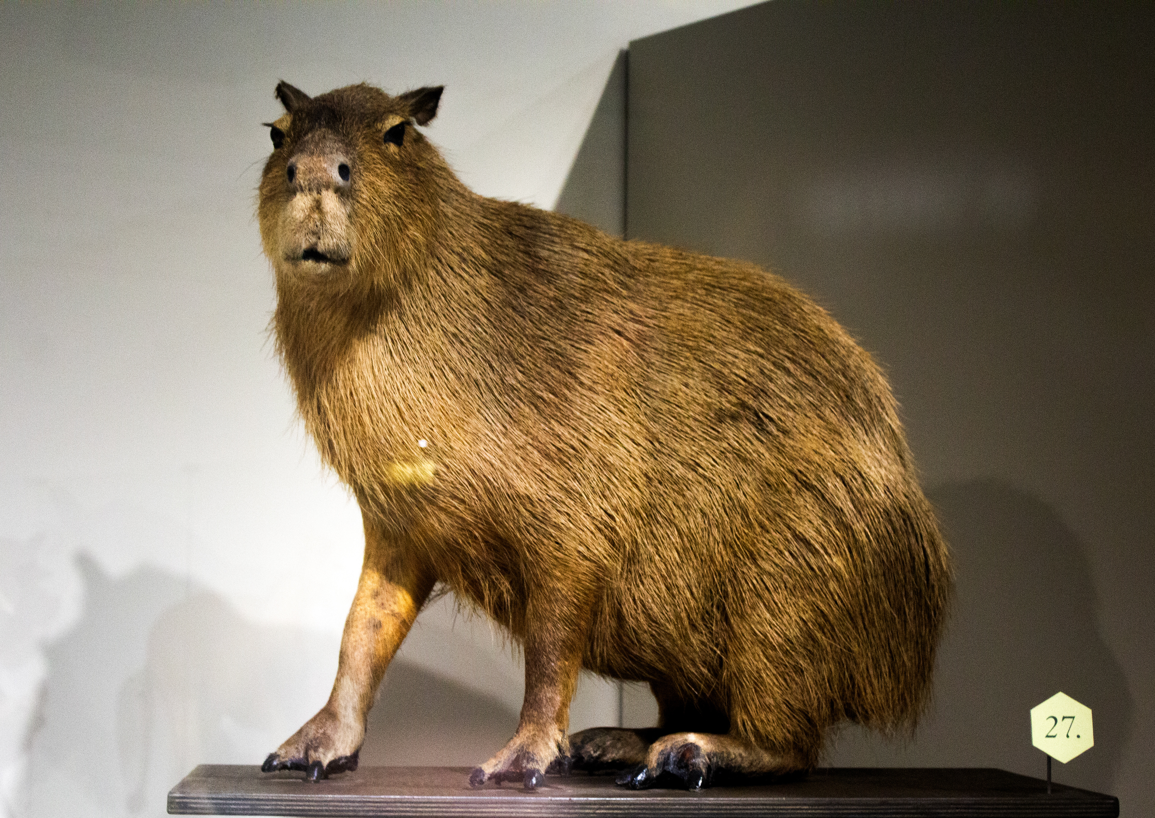 Cayabara. Buffalo Museum of Science. Buffalo, NY