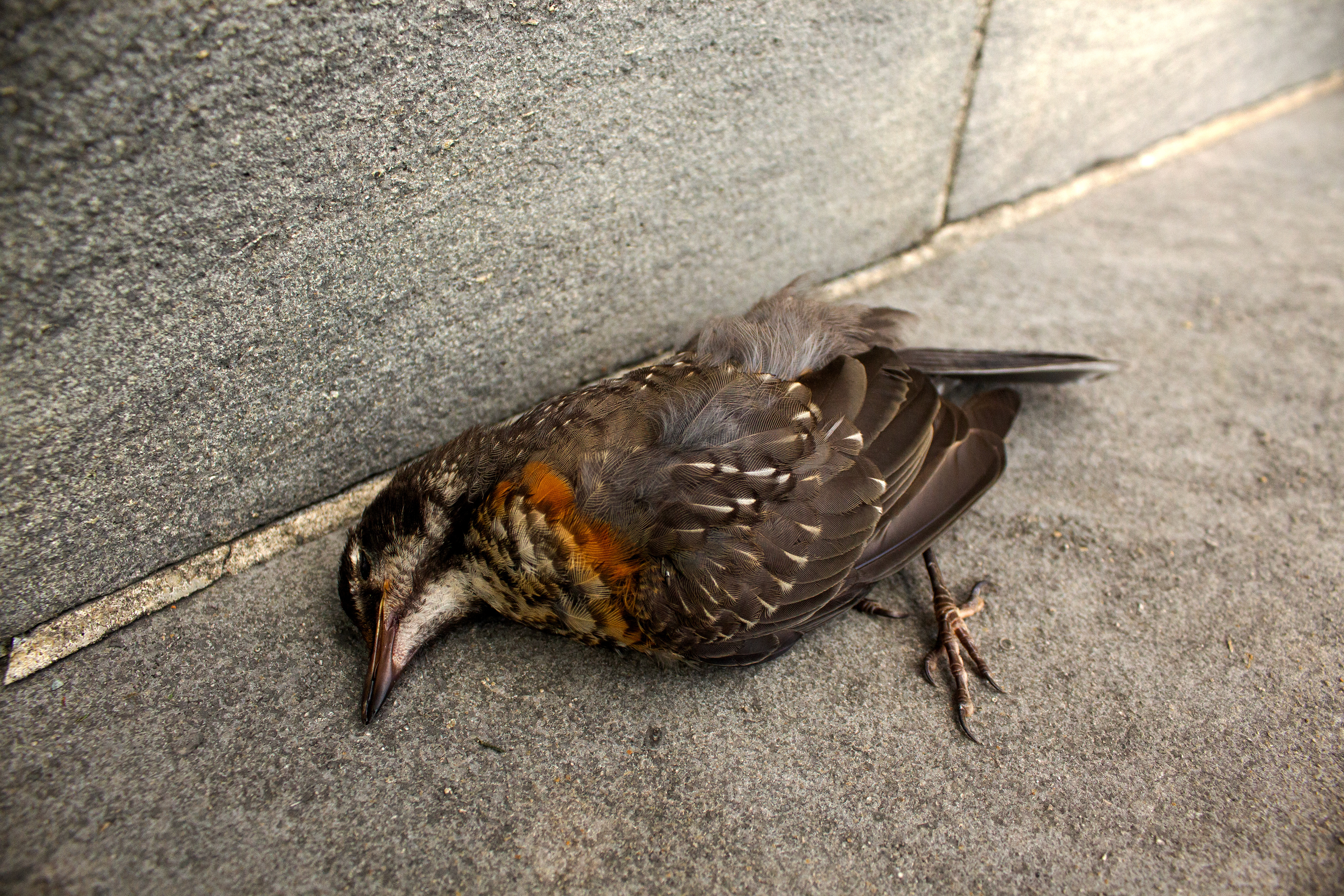 Dead Bird near the West Porch Beech. Old Westbury, NY.