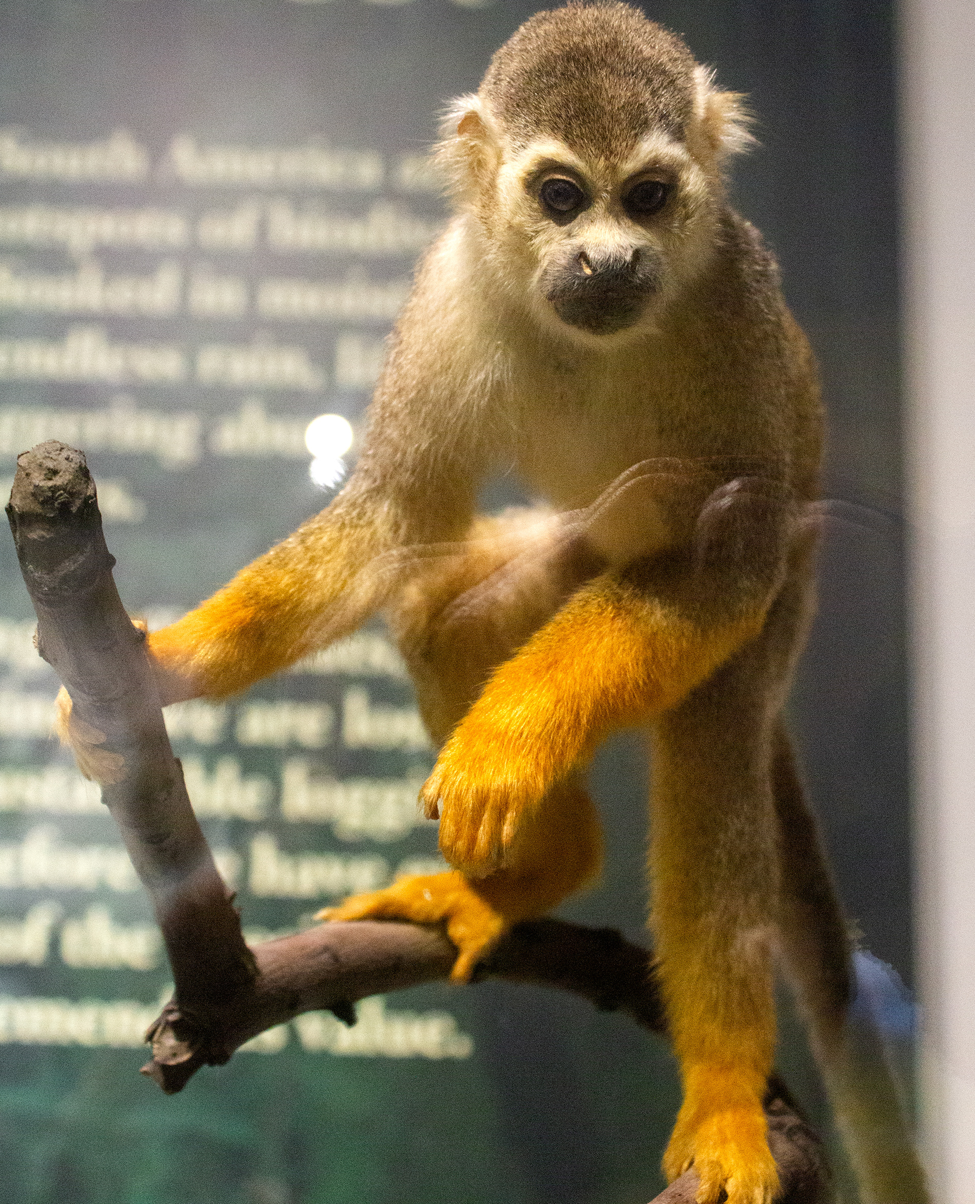 Buffalo Museum of Science. Buffalo, NY