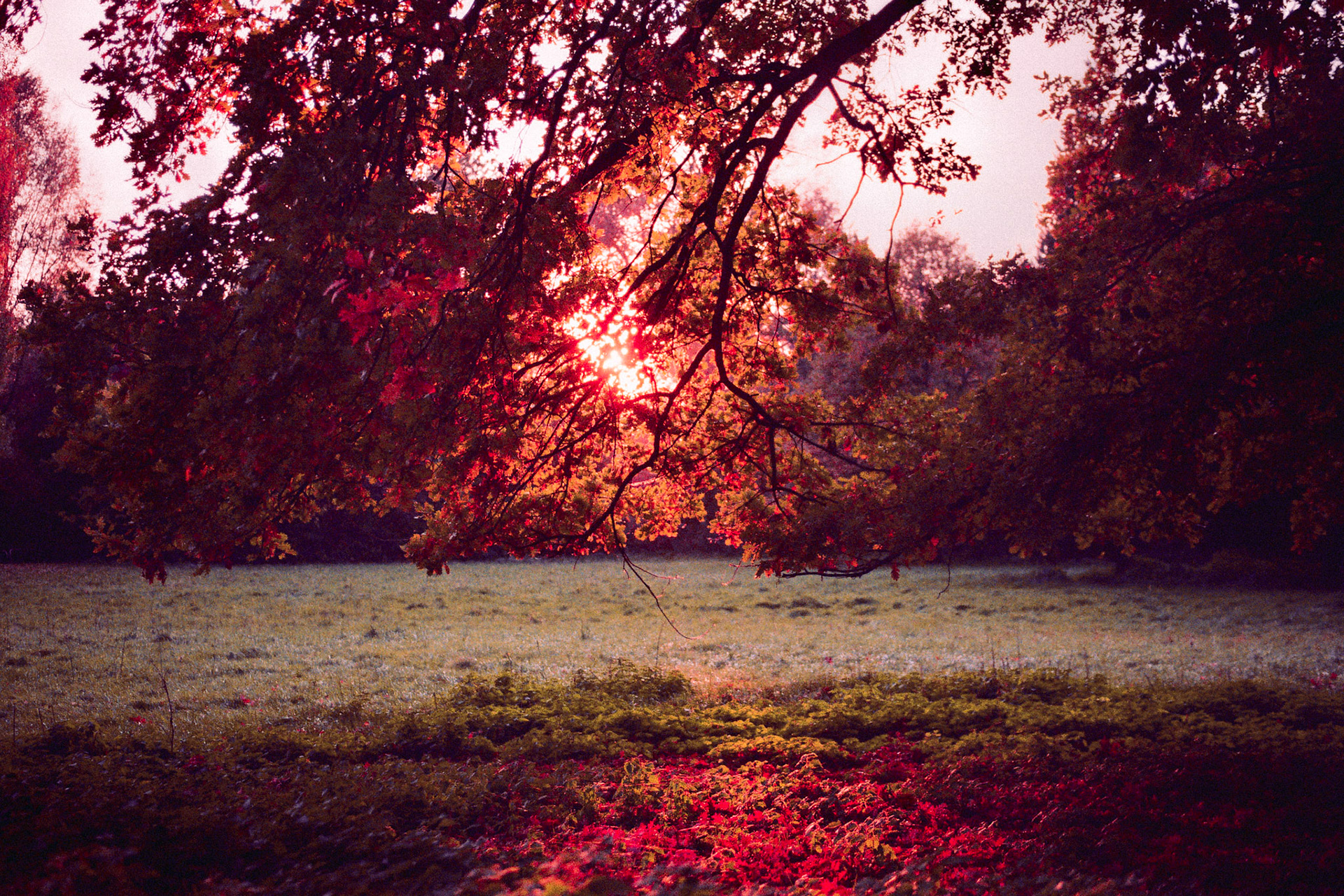Fall (Berlin 11/21) Nikone FE, Kodak ProImage