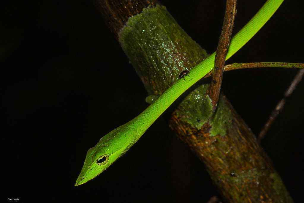 Green Vine Snake - North Goa