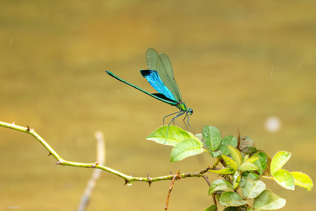 DamselFly - Chickamaglur