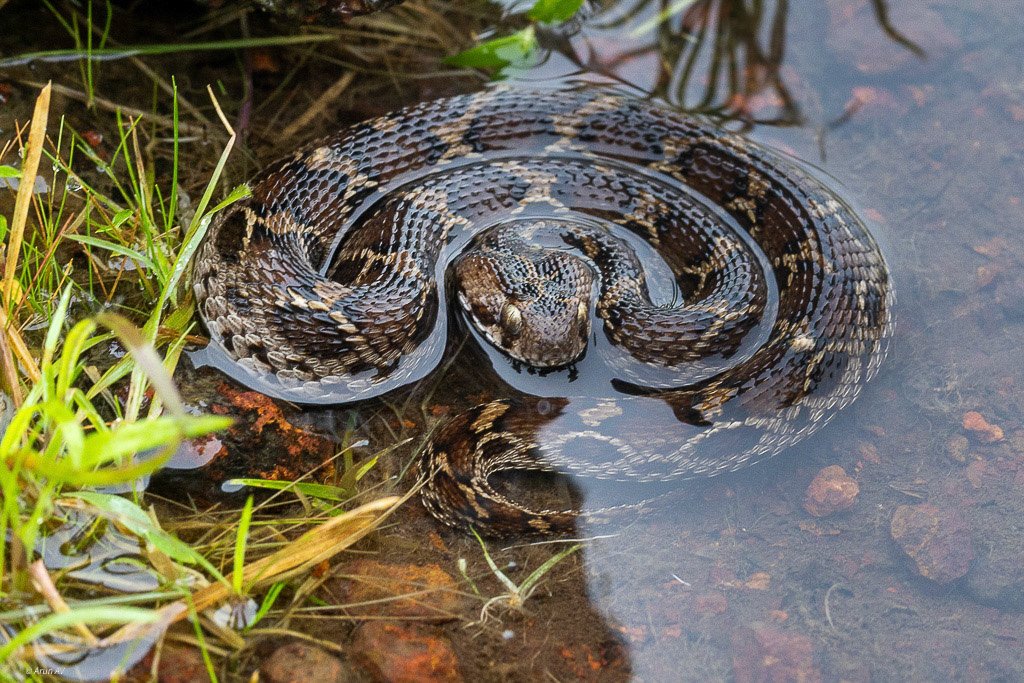 Saw Scaled Vier - Belgaum