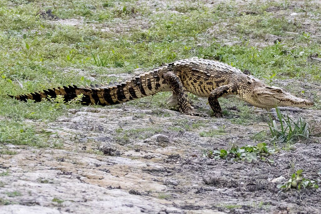 Siamese Crocodile - Bau Sau Ramsar Wetland